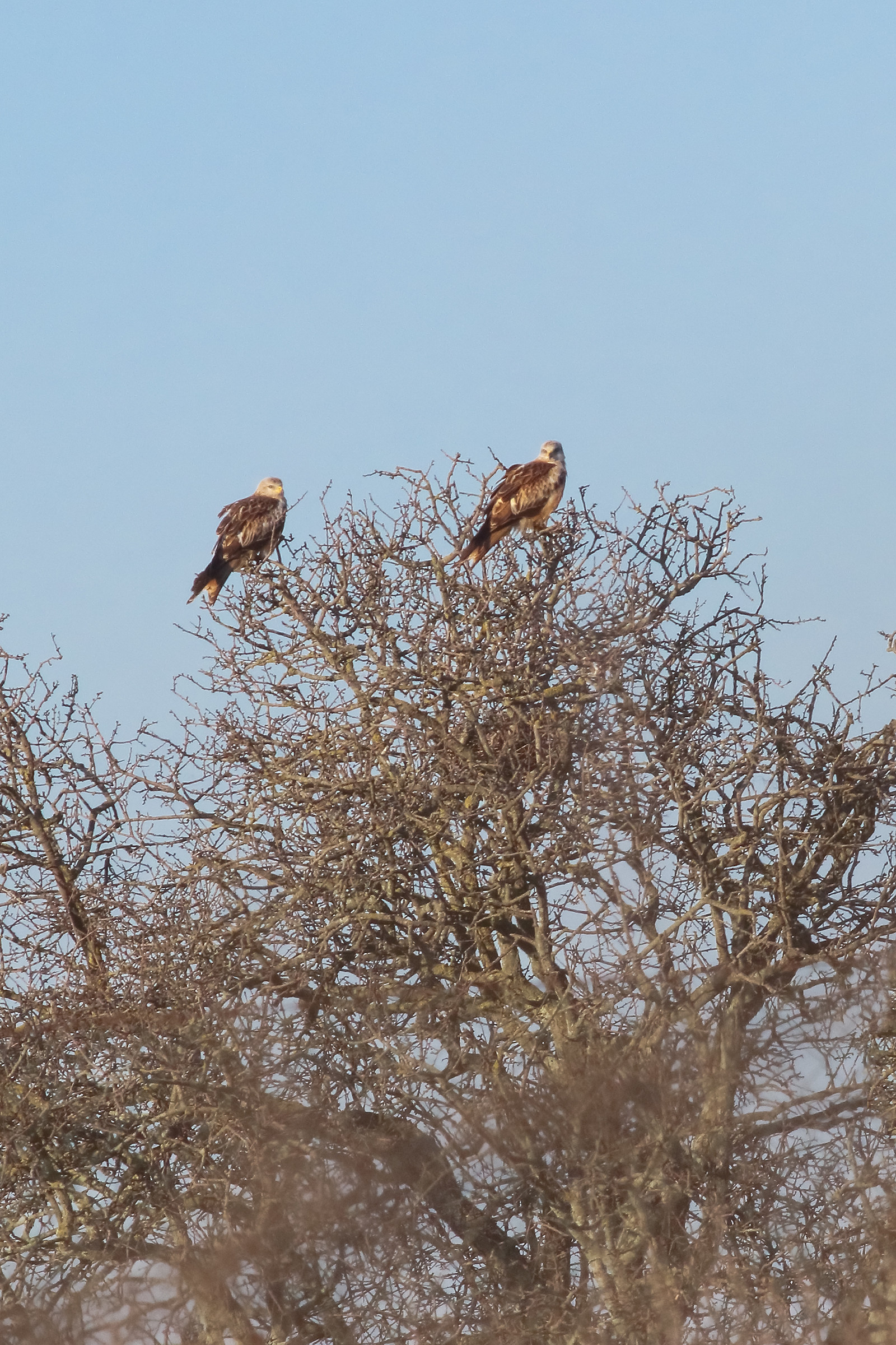 Red Kite pair...