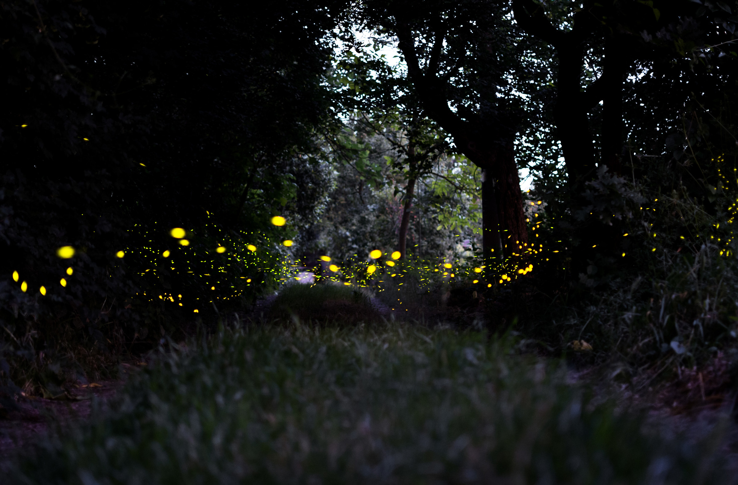 Fireflies...