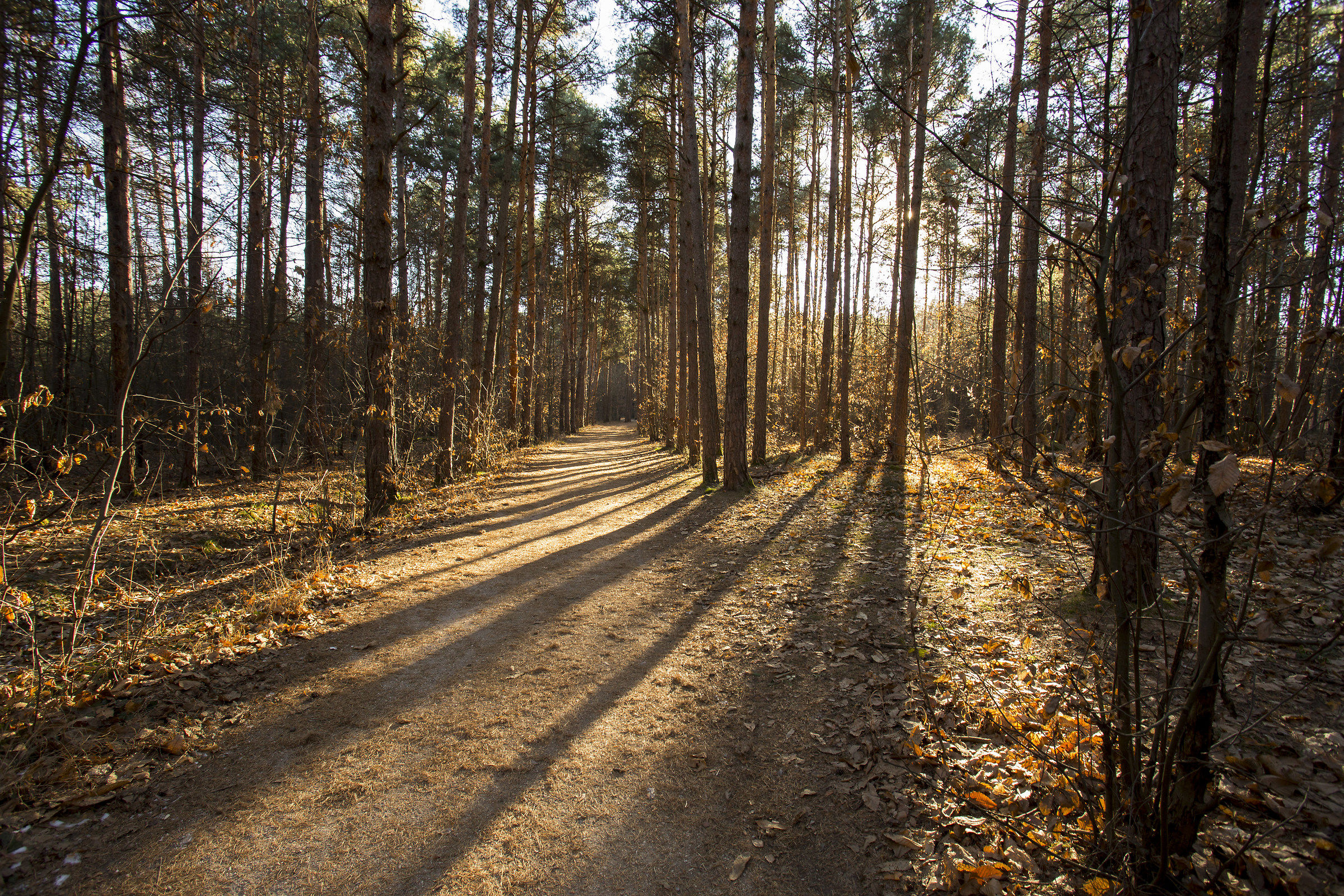 Lights in the woods...