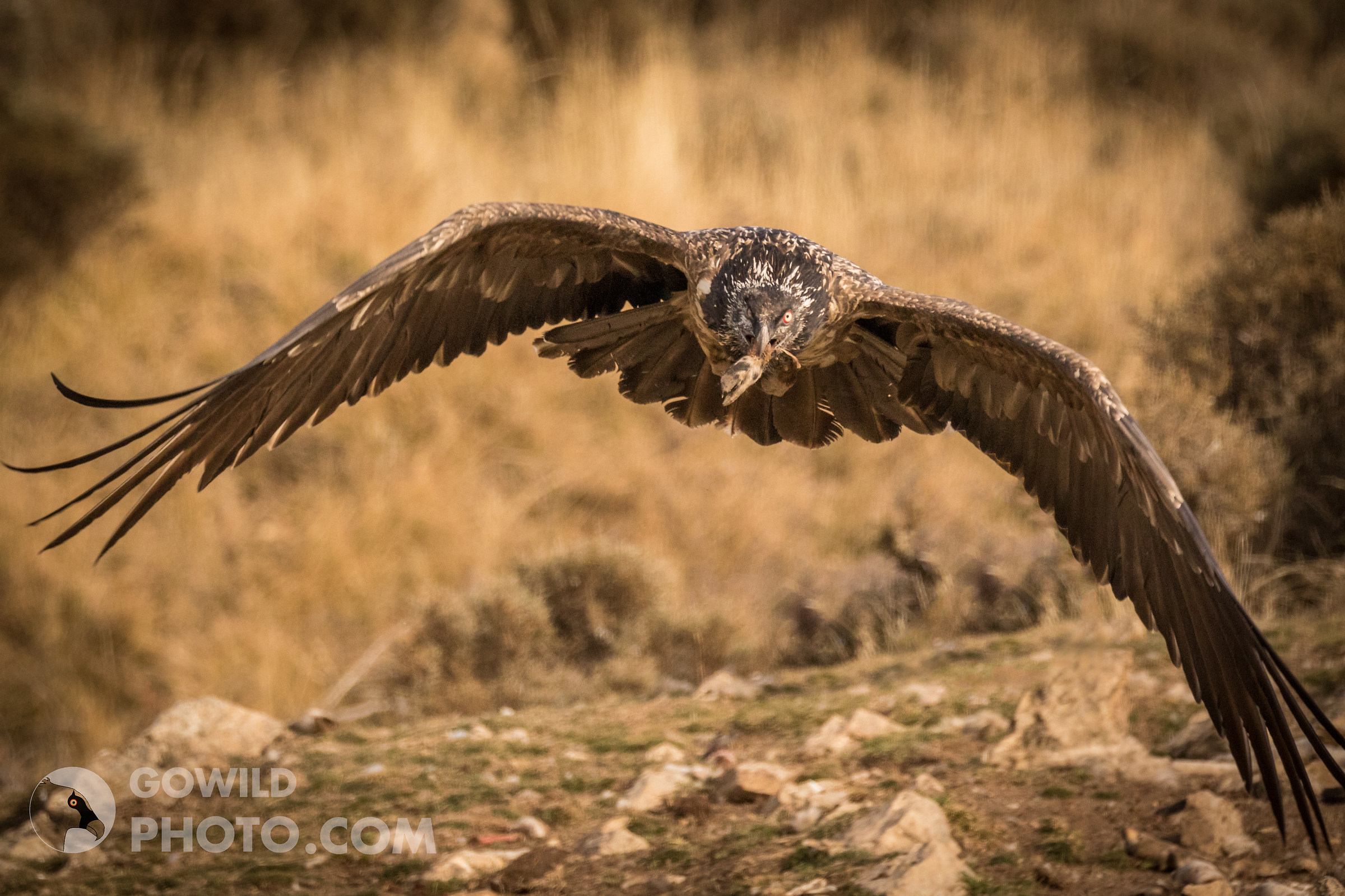young Bearded Vulture...