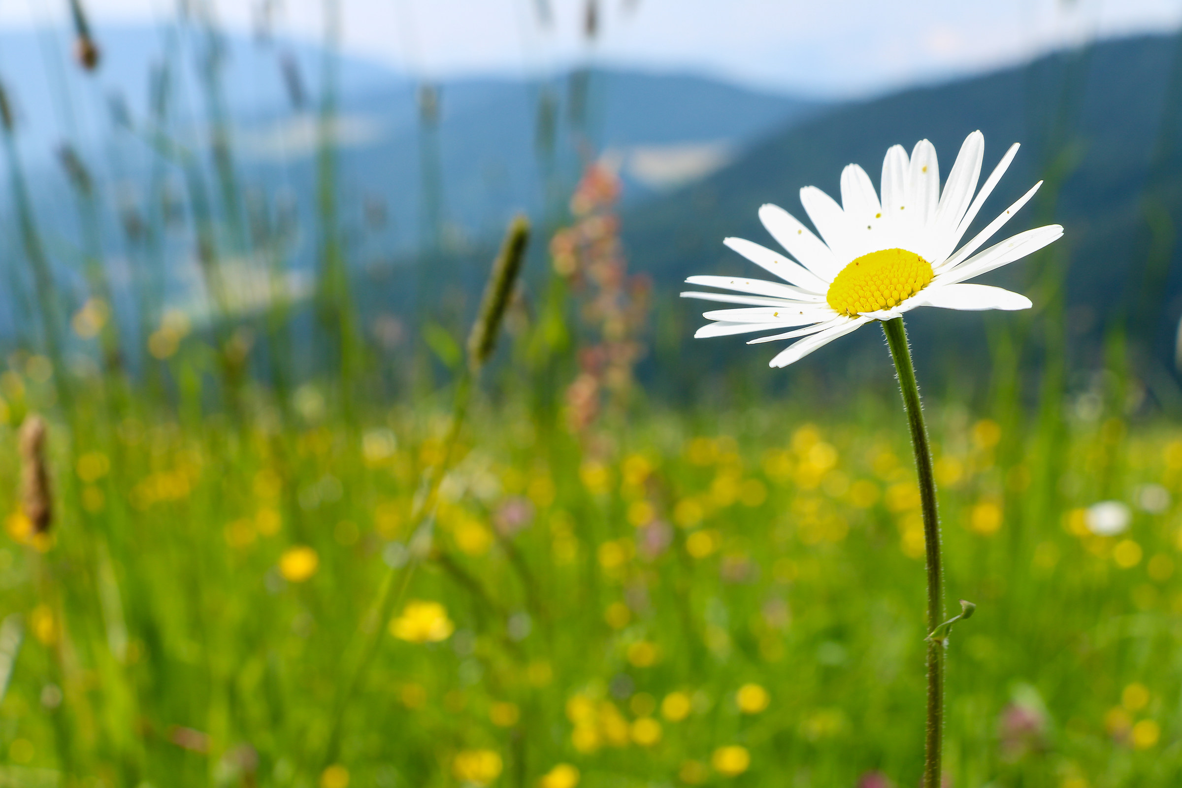 Daisy...