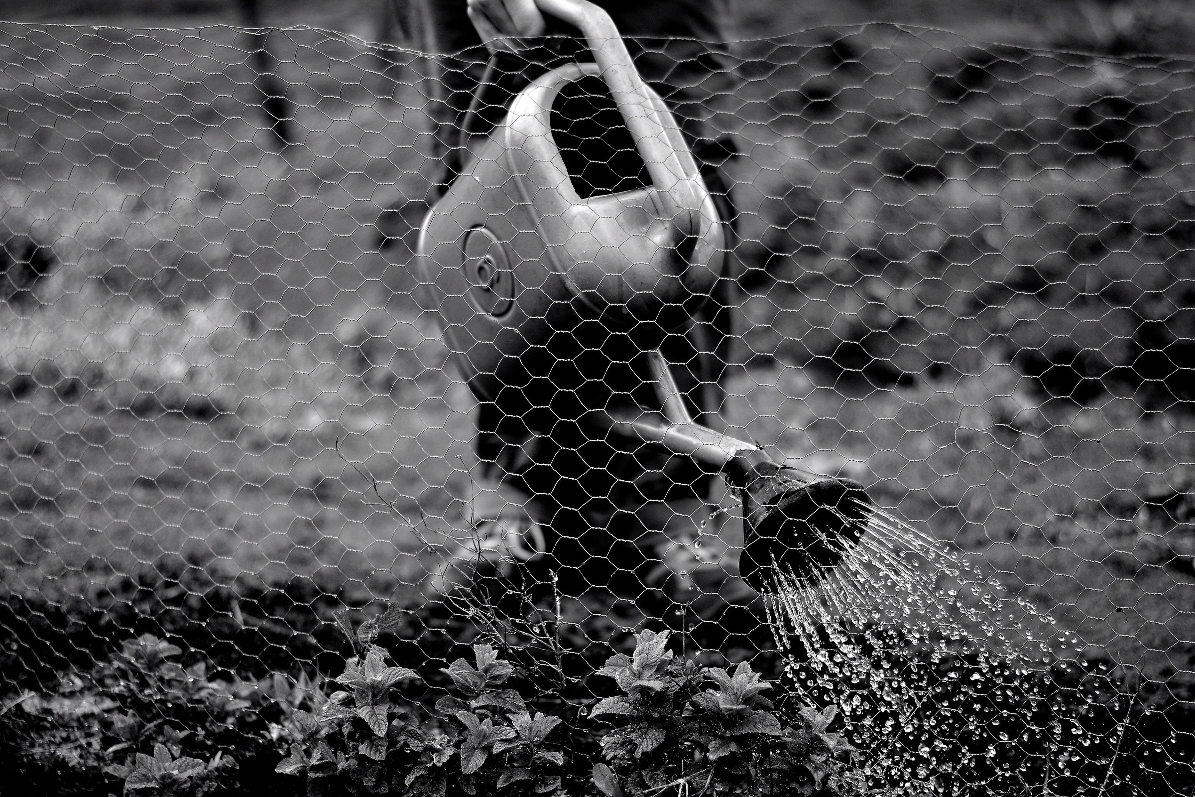 The Watering Can...