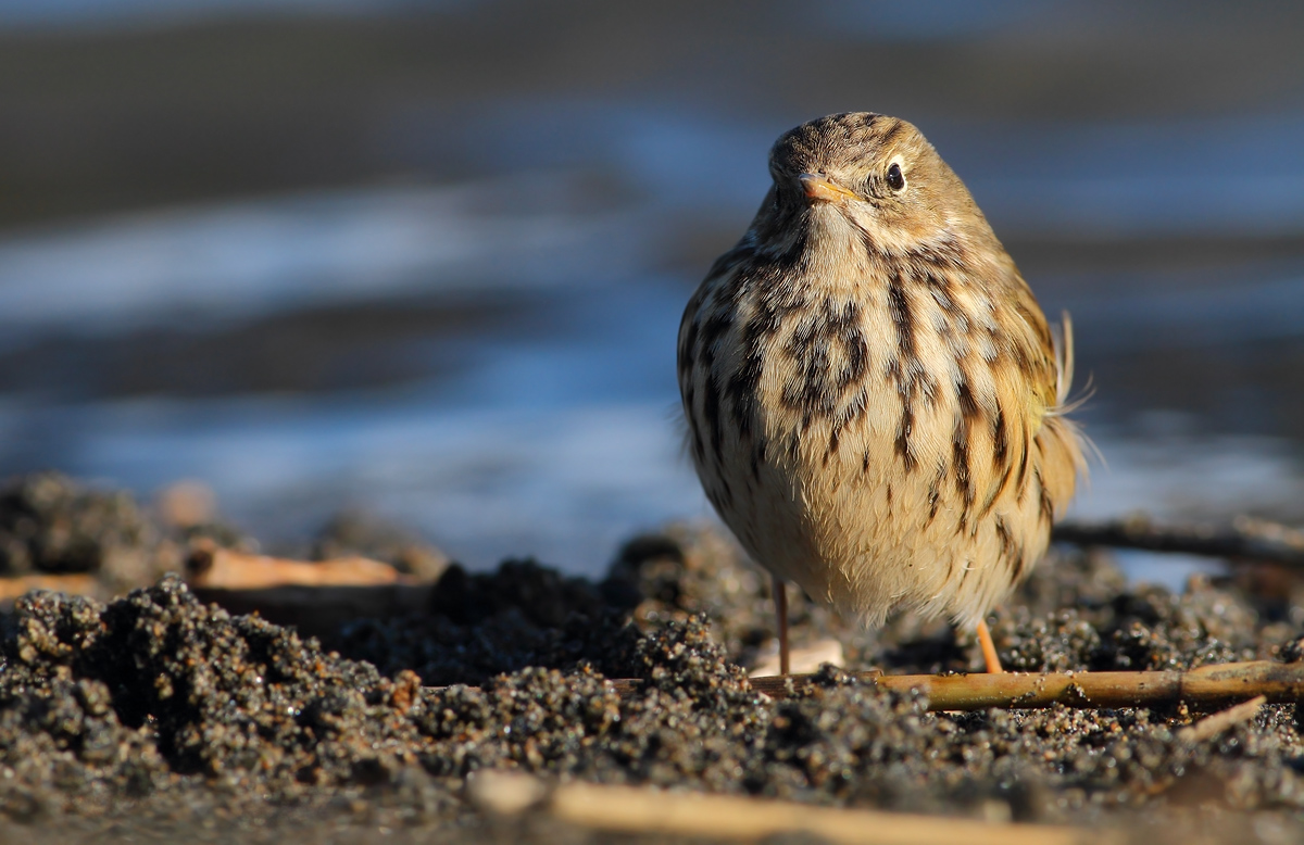 Pipit...