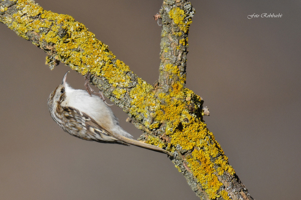 Rampichino alpestre......