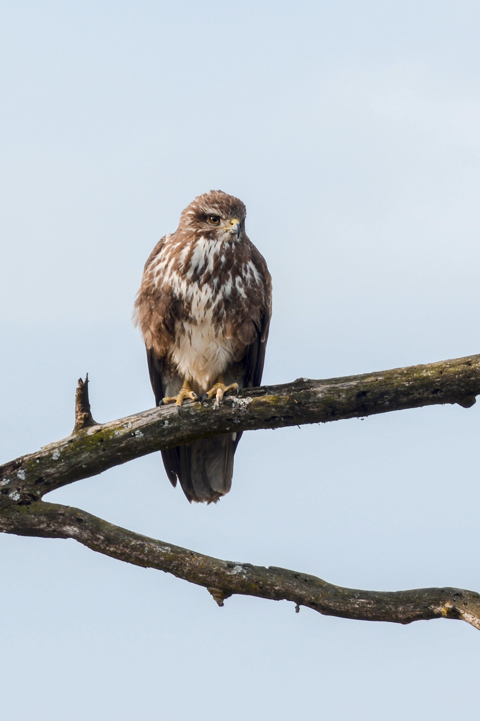 Buzzard posing ..... but only for a moment...