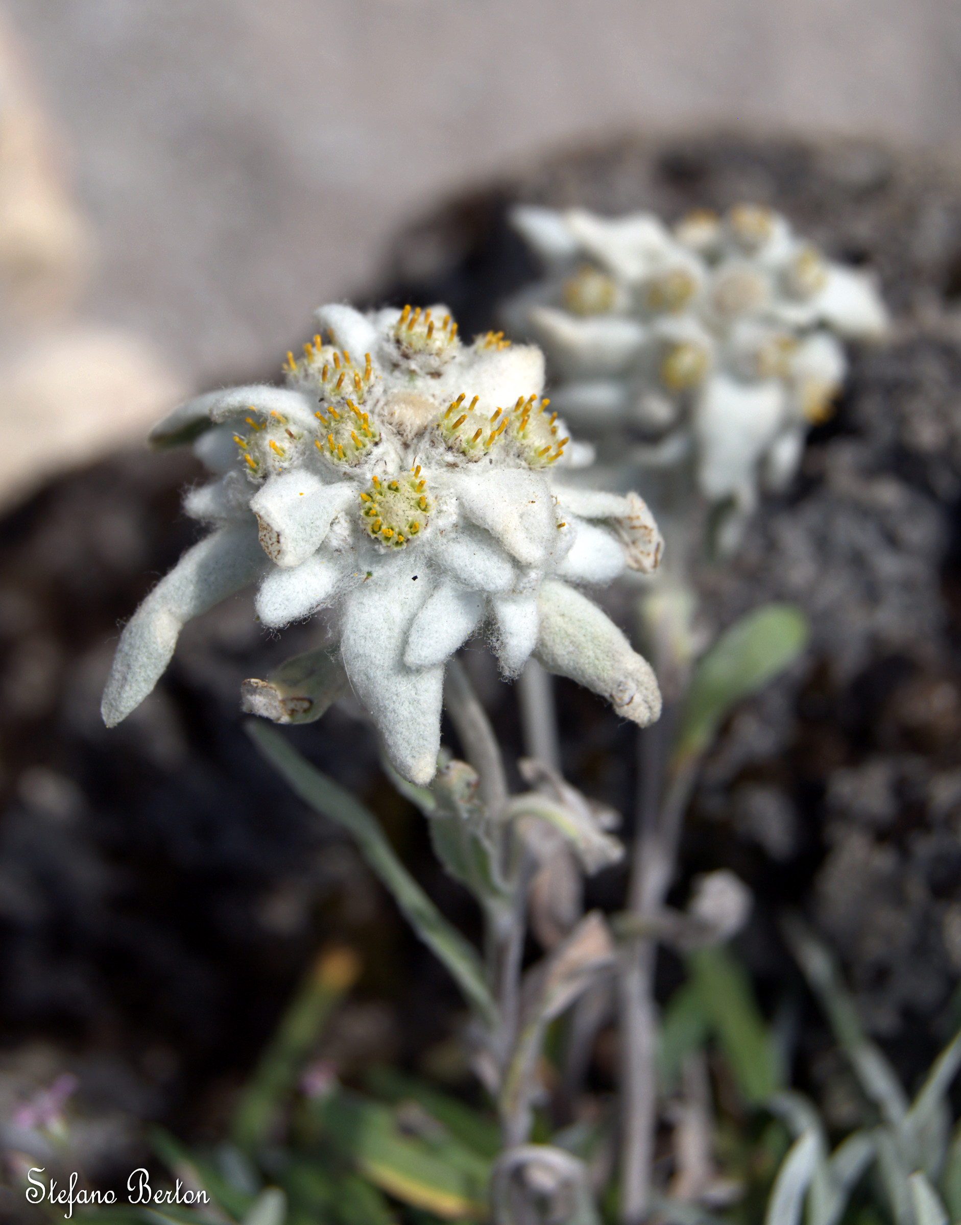 Edelweiss...