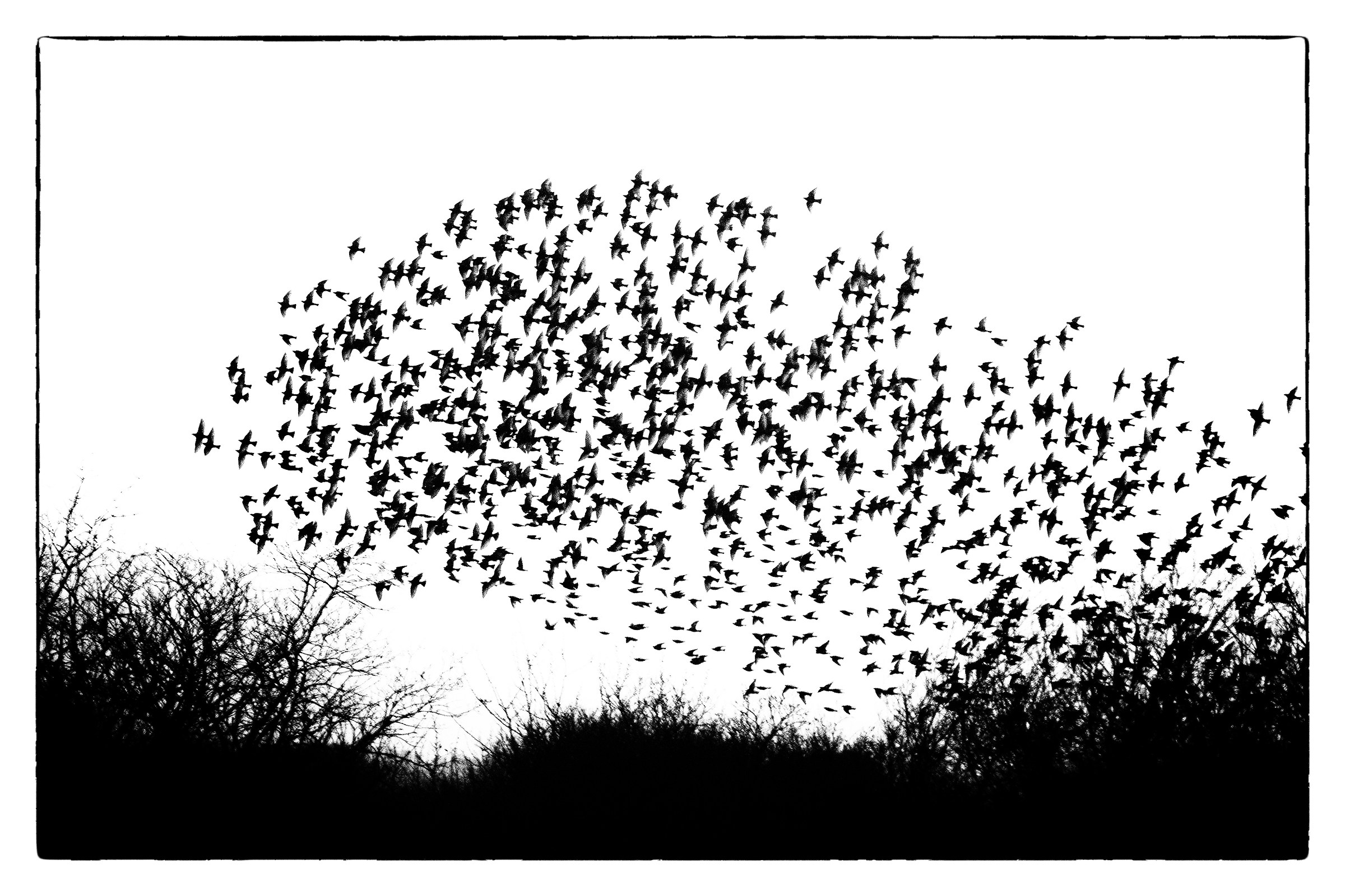 The Birds...
