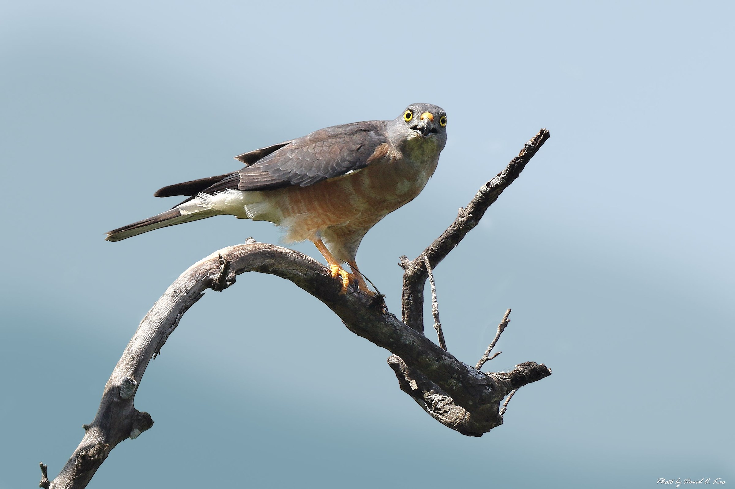 Chinese Goshawk...