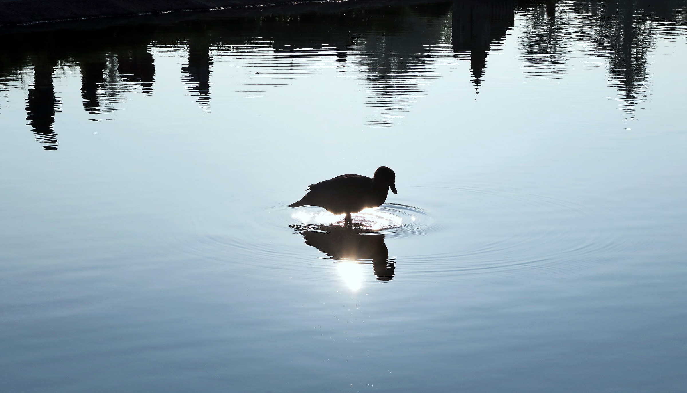 canon G7x...