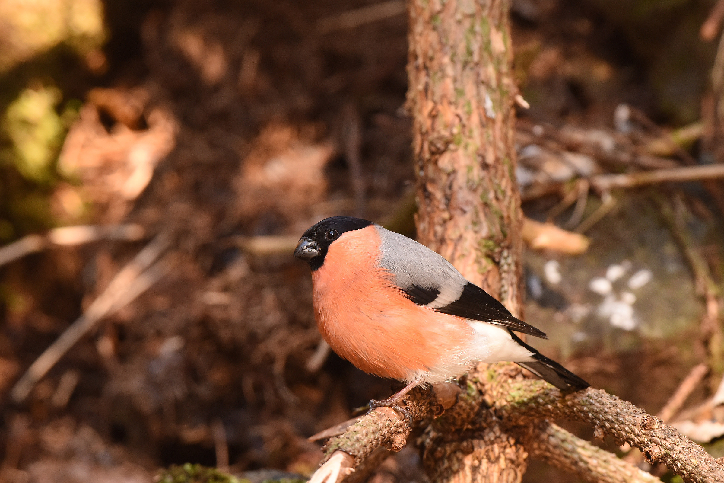 Bullfinch all'abbeverata natural 1800 meters....