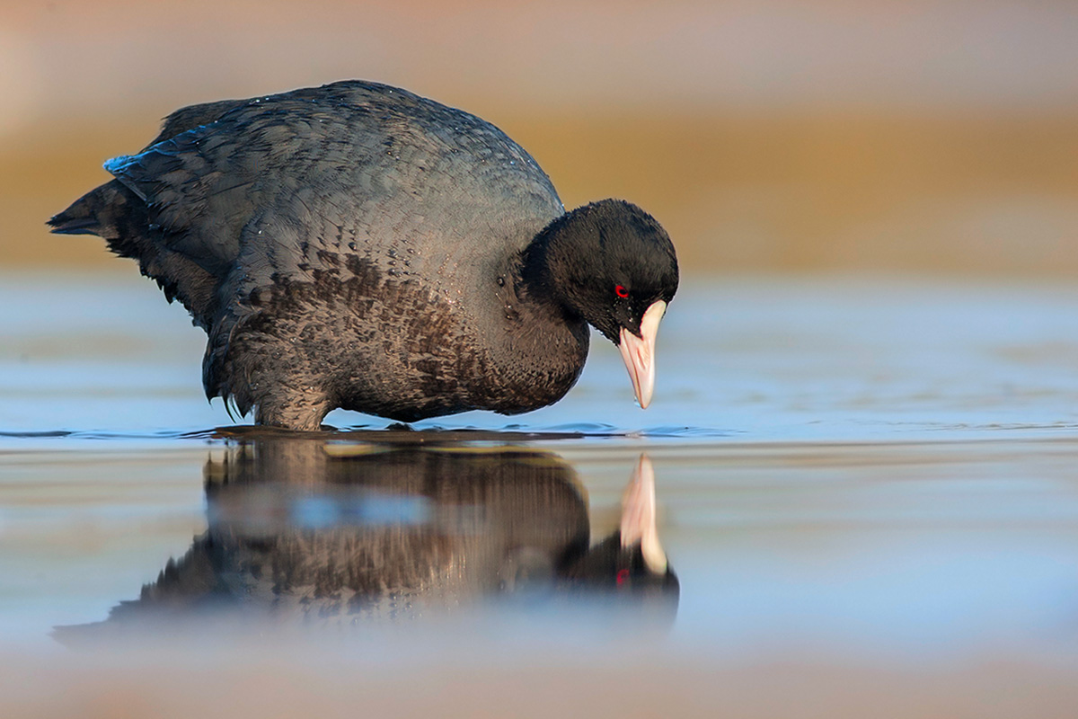 Coot in the mirror...