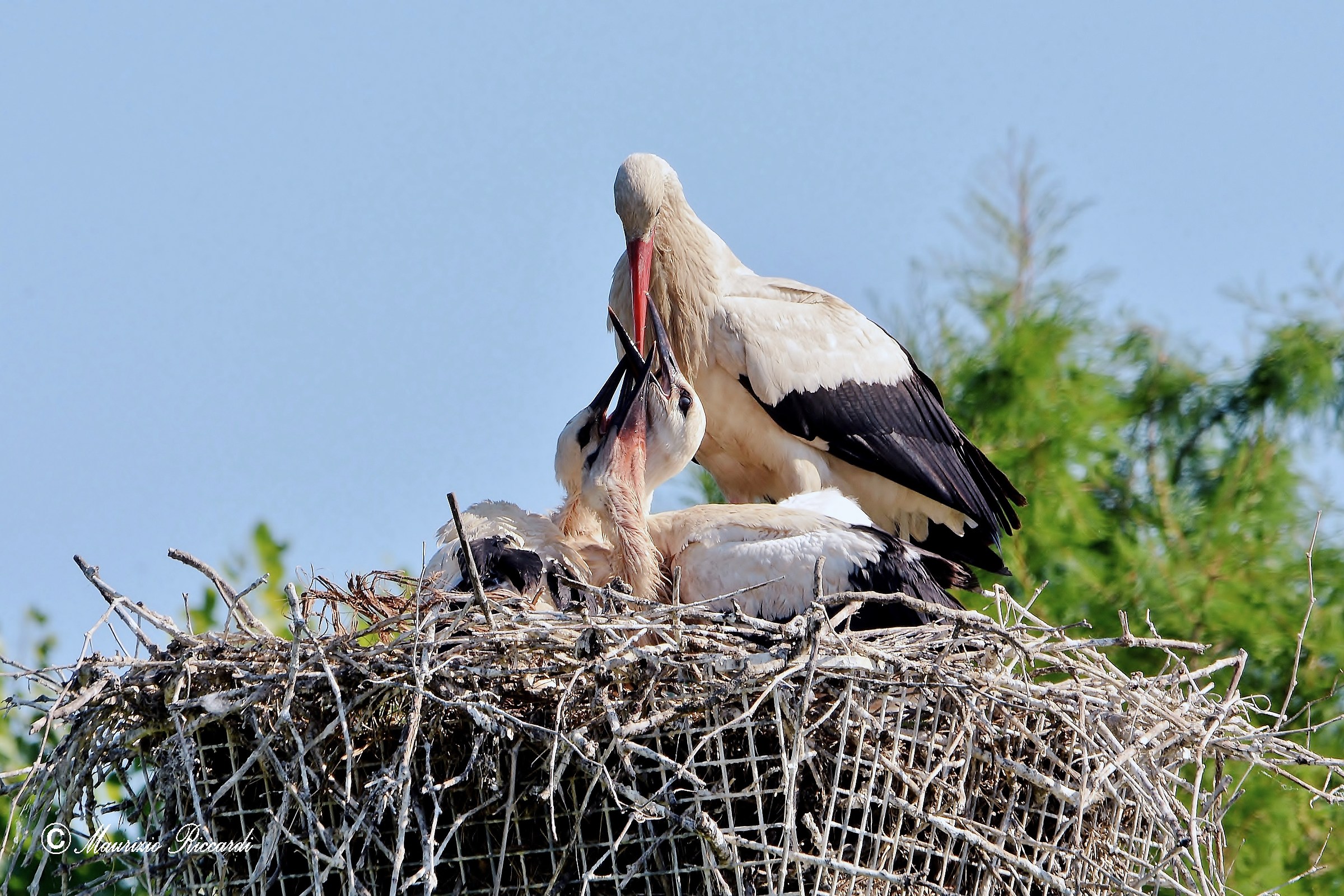 White Stork...