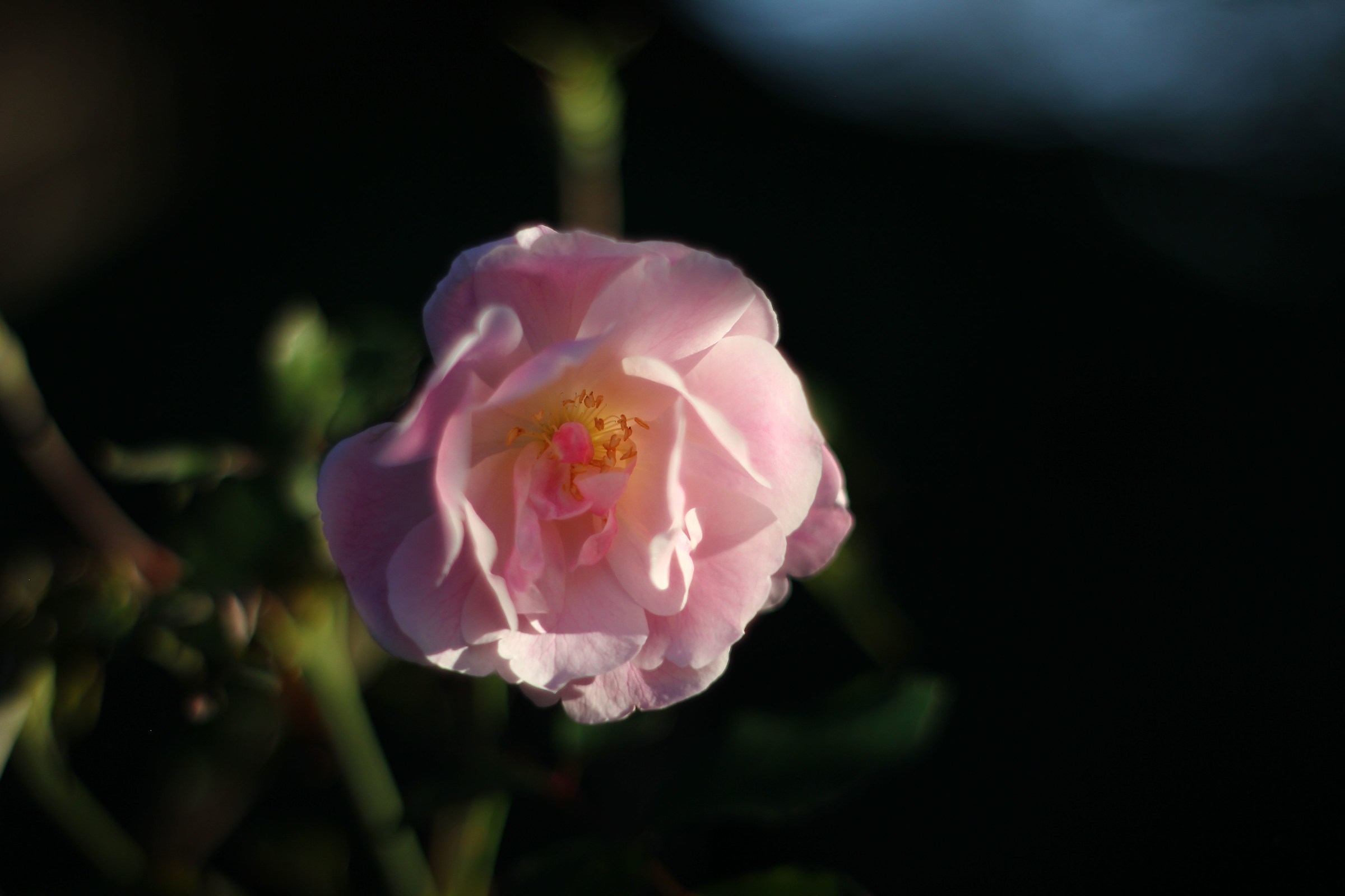 rosa rosa...