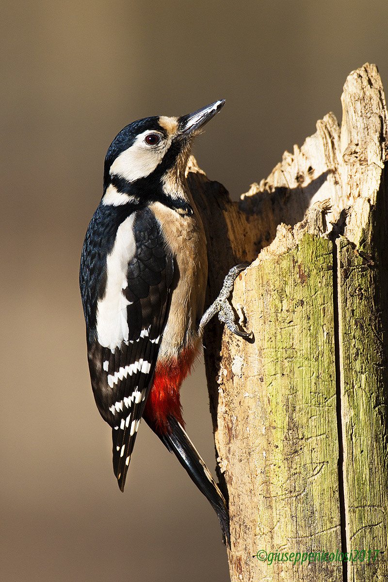 Great Spotted Woodpecker - Tapped- (Dendrocopus major)...