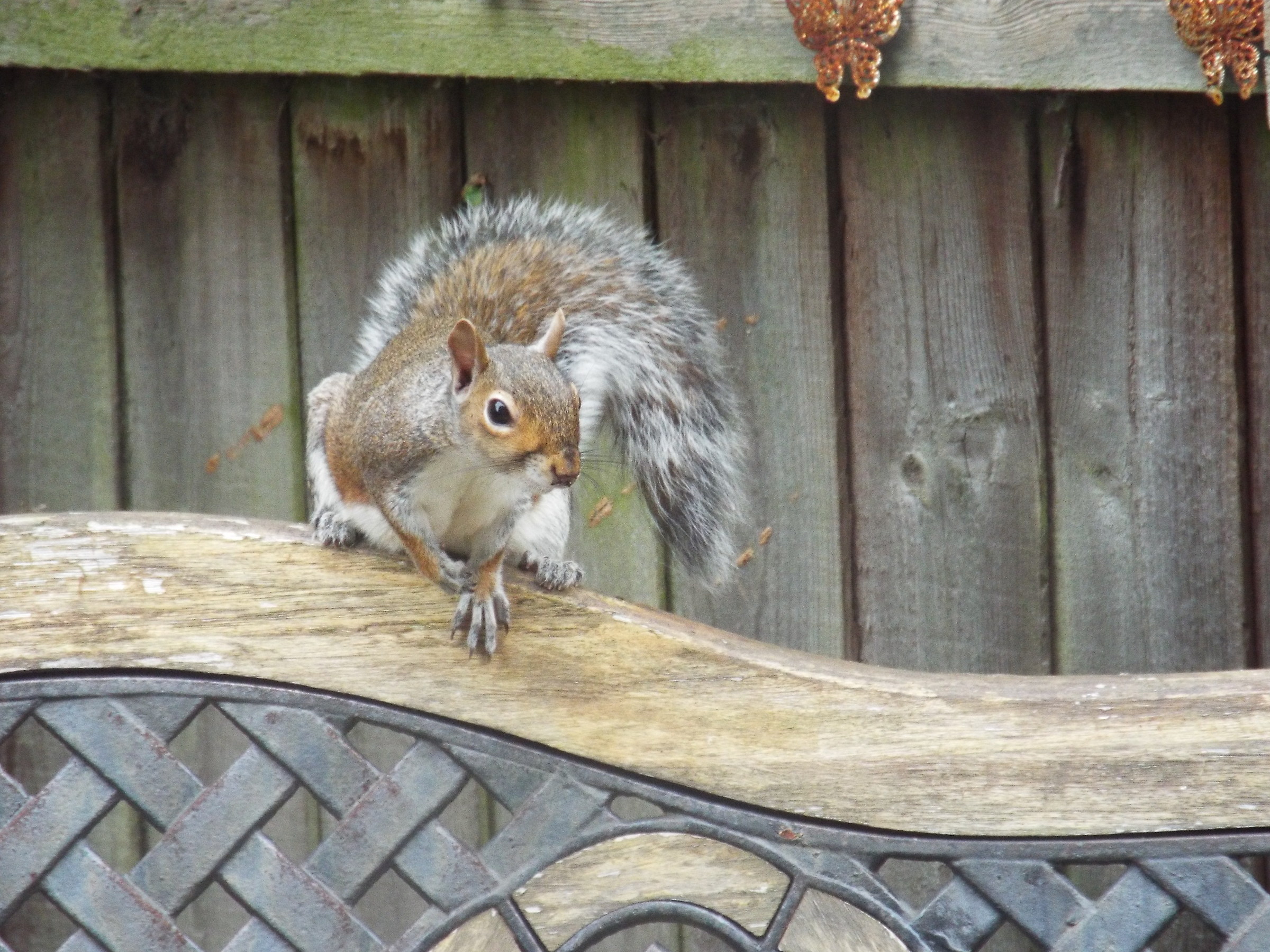 Squirrel on bench...