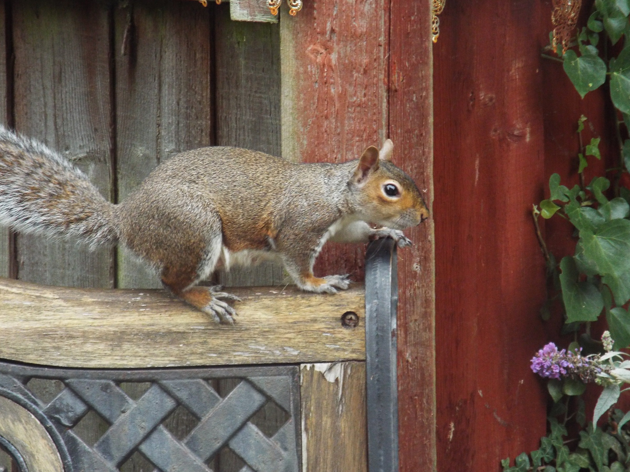 Squirrel about to go...