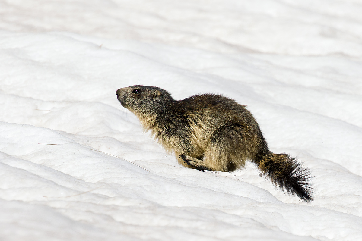 young marmot...
