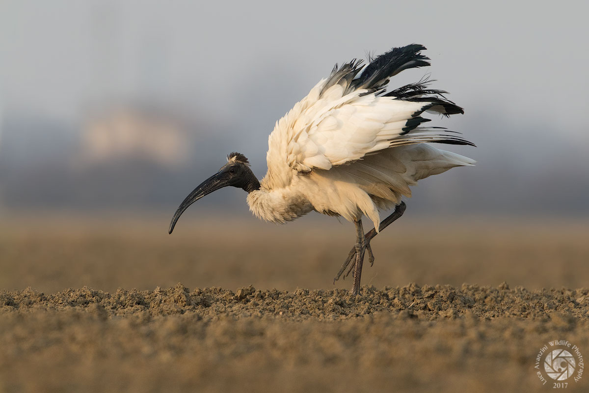 Sacred Ibis - Evening cleaning the feathers...