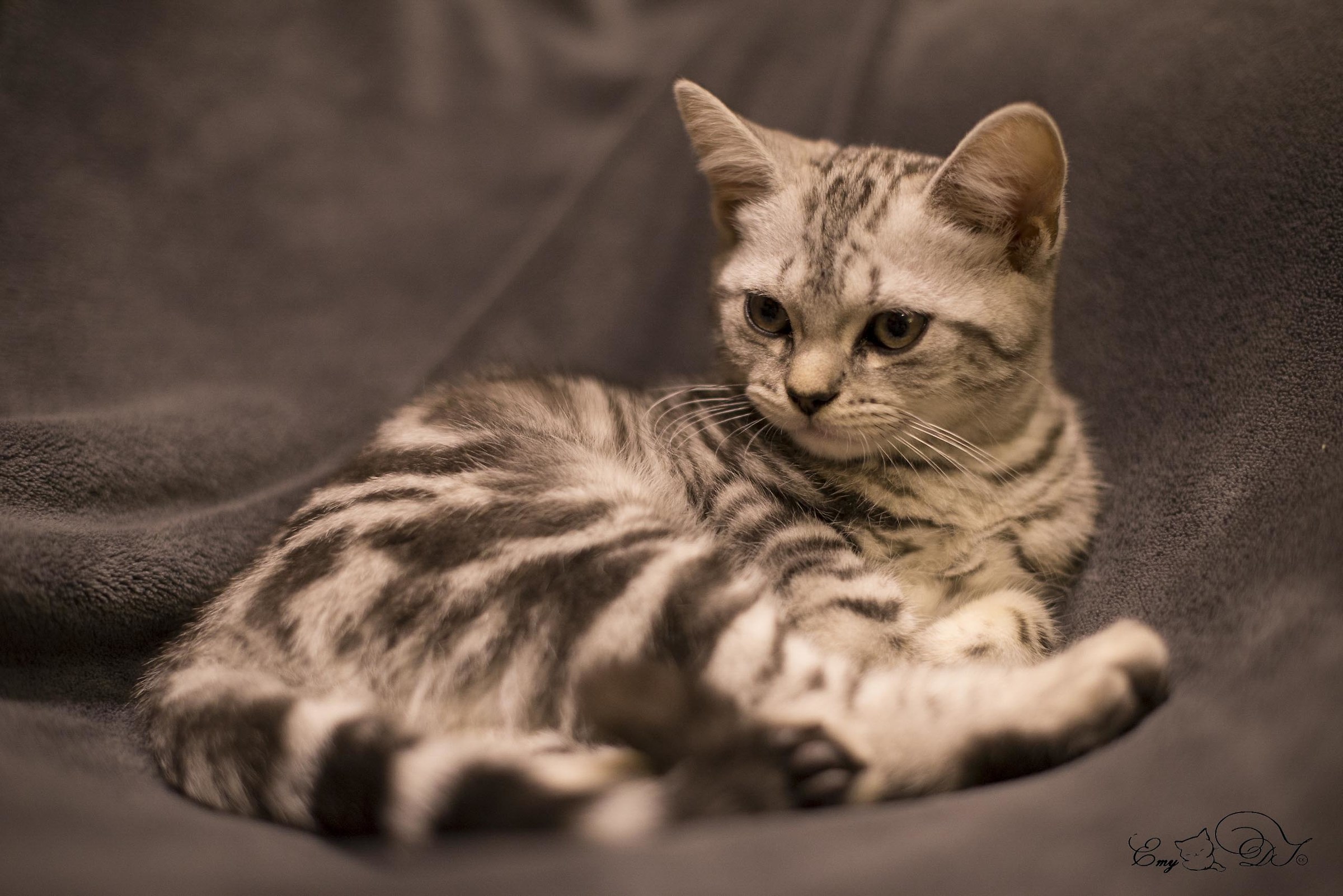 model cat...