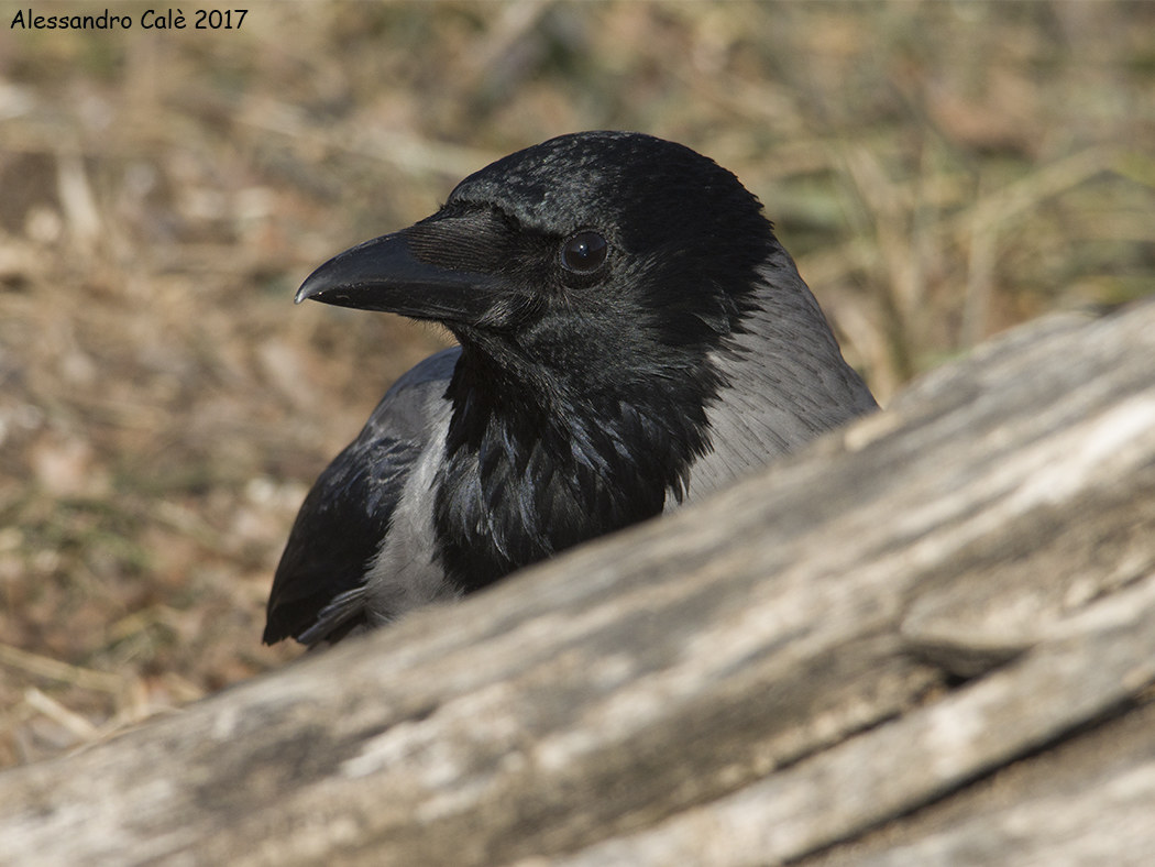 Corvus crowns (Crow) 6787...