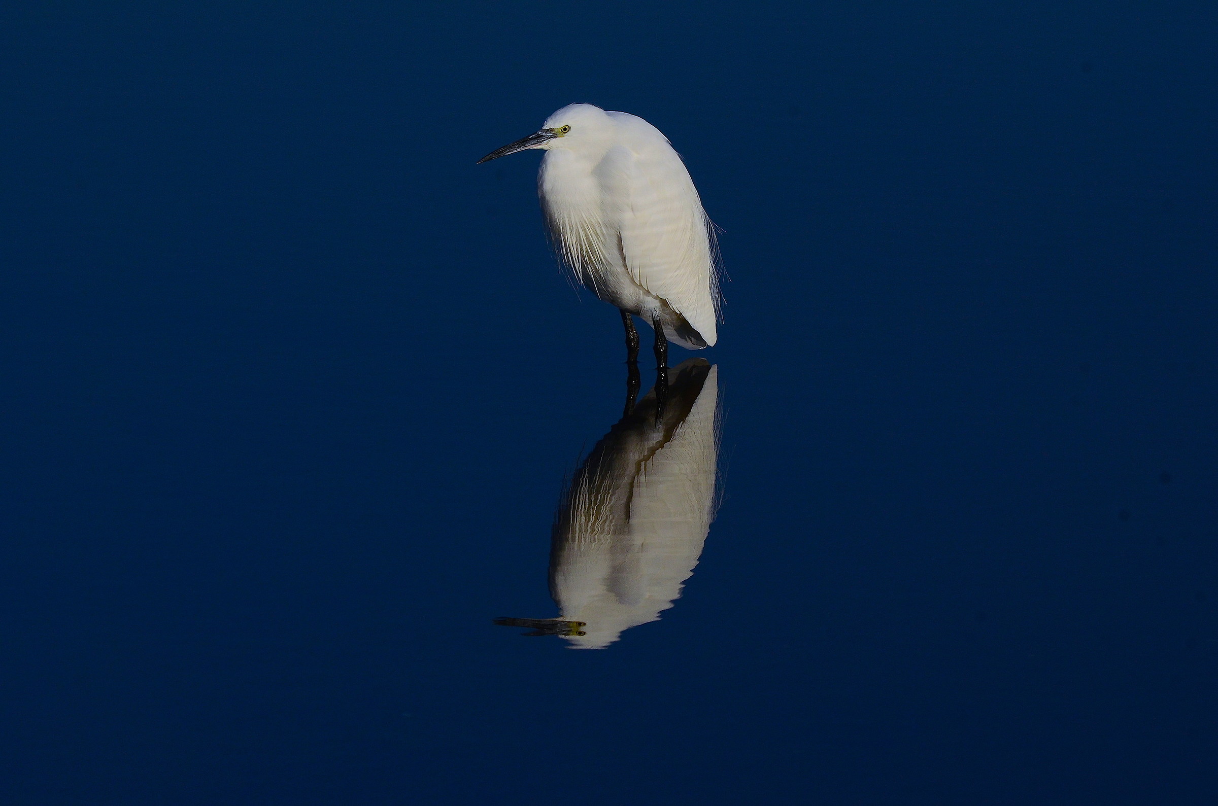 Egret ...... Lost in Blue ......