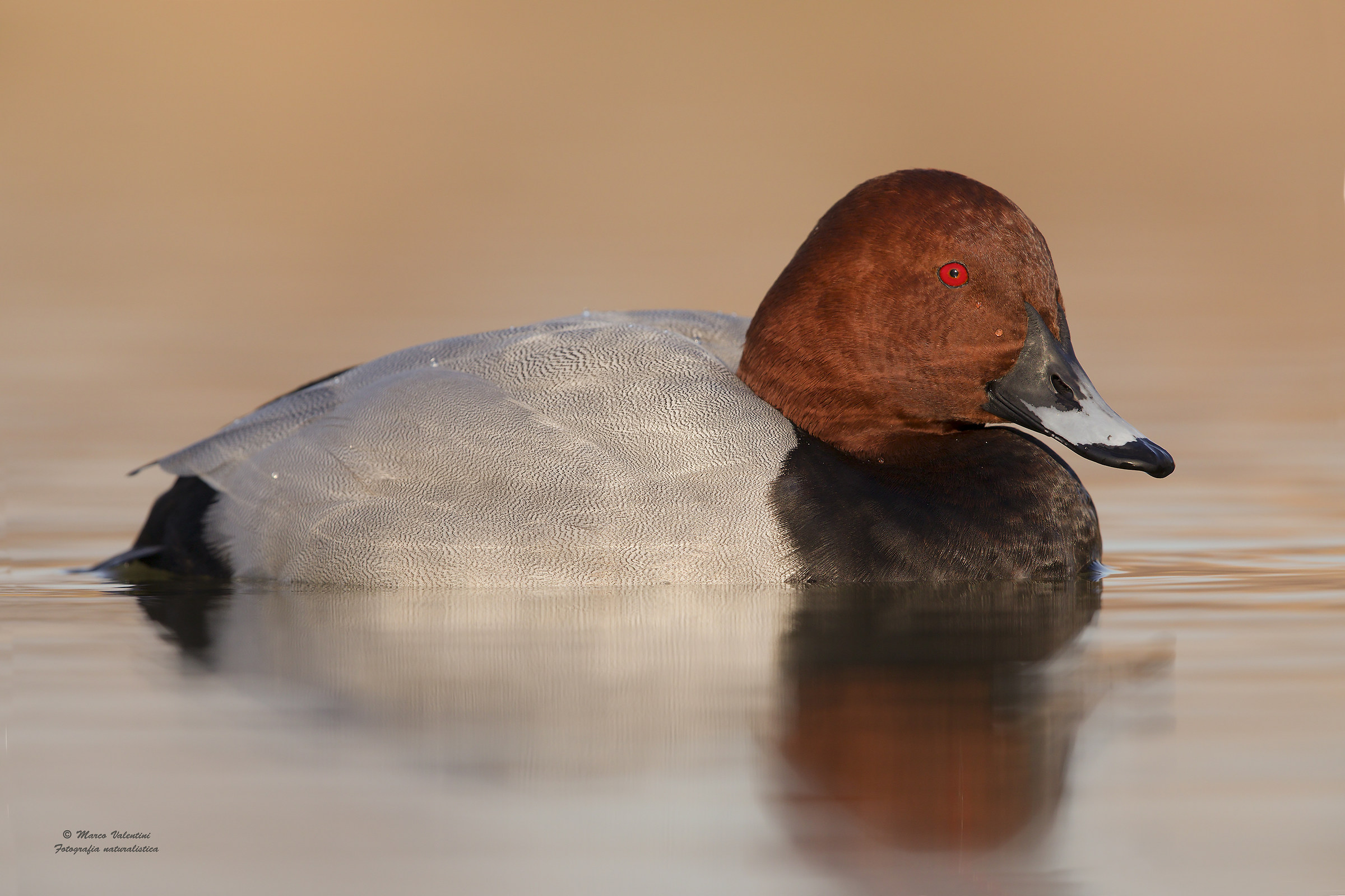 Pochard in the foreground...
