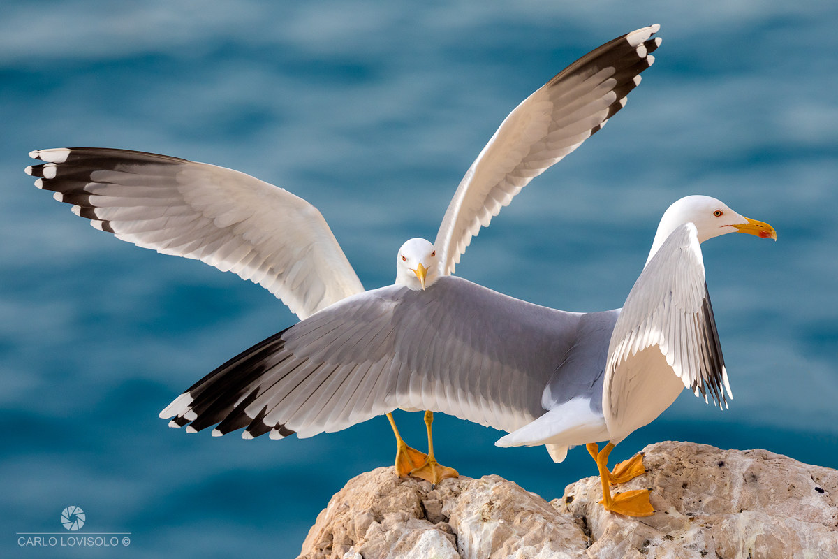 Ligurian Sea herring gulls close encounter...