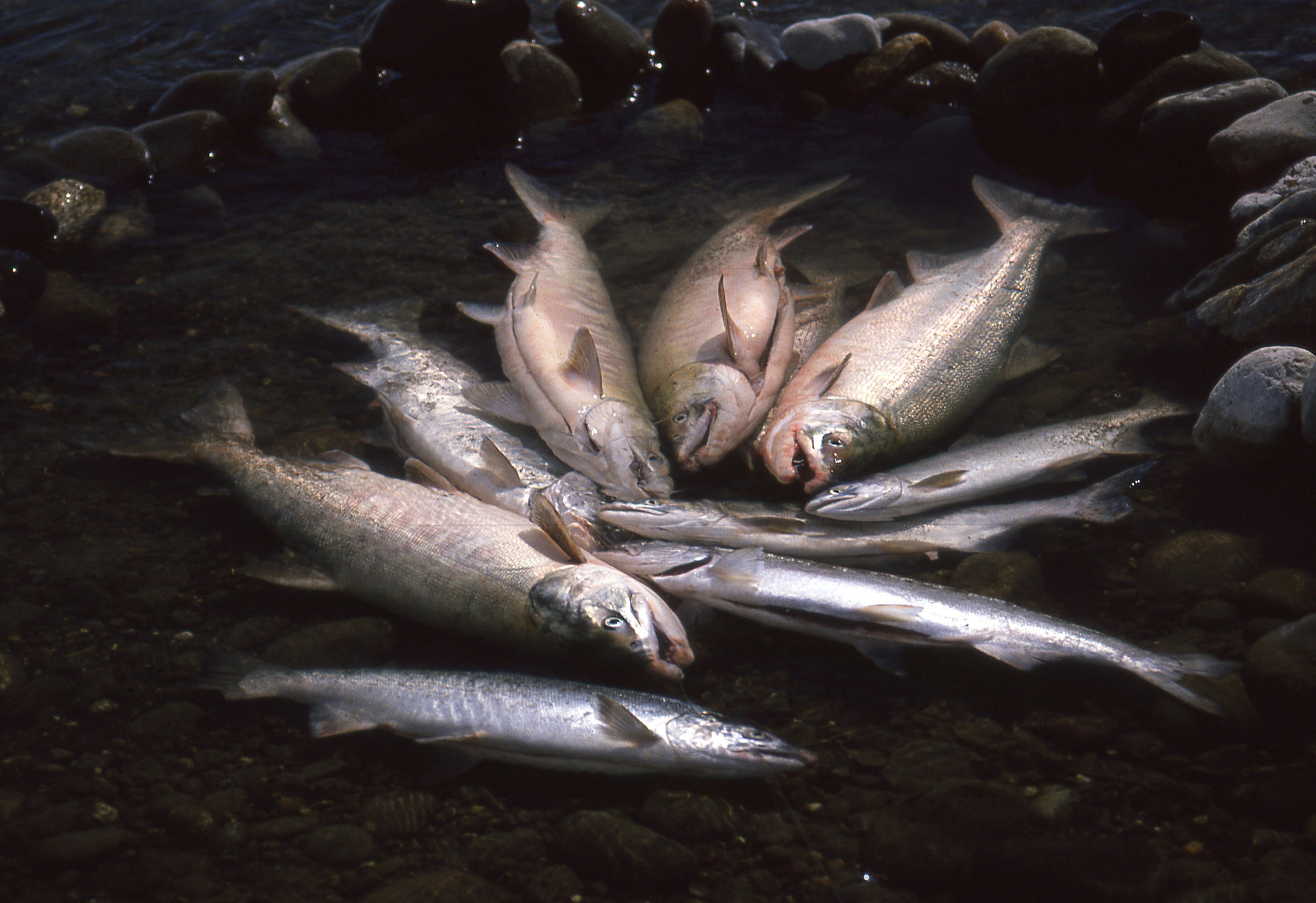 Pescata di salmoni a mosca - Alaska...