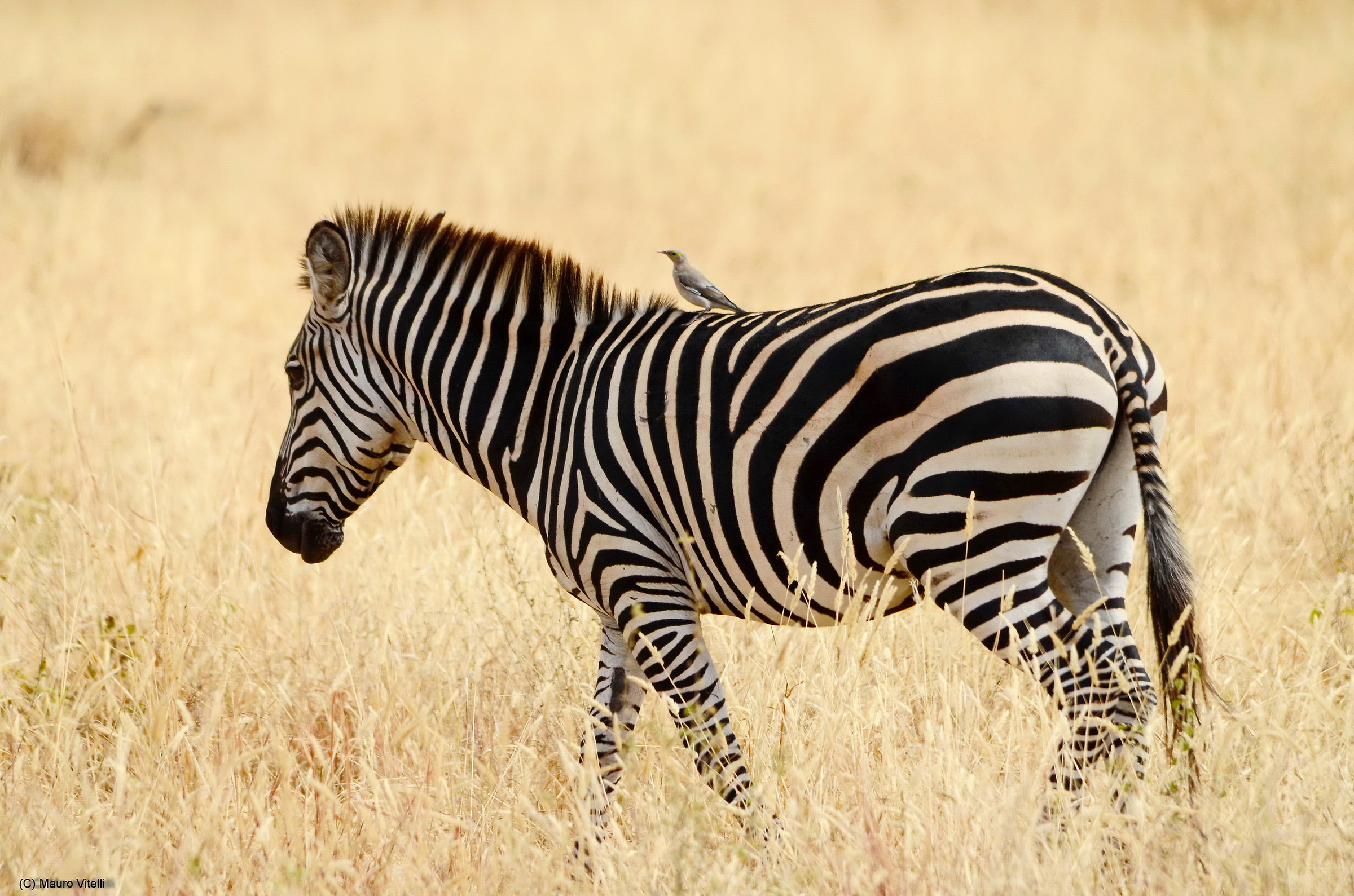 Zebra con amico in groppa...