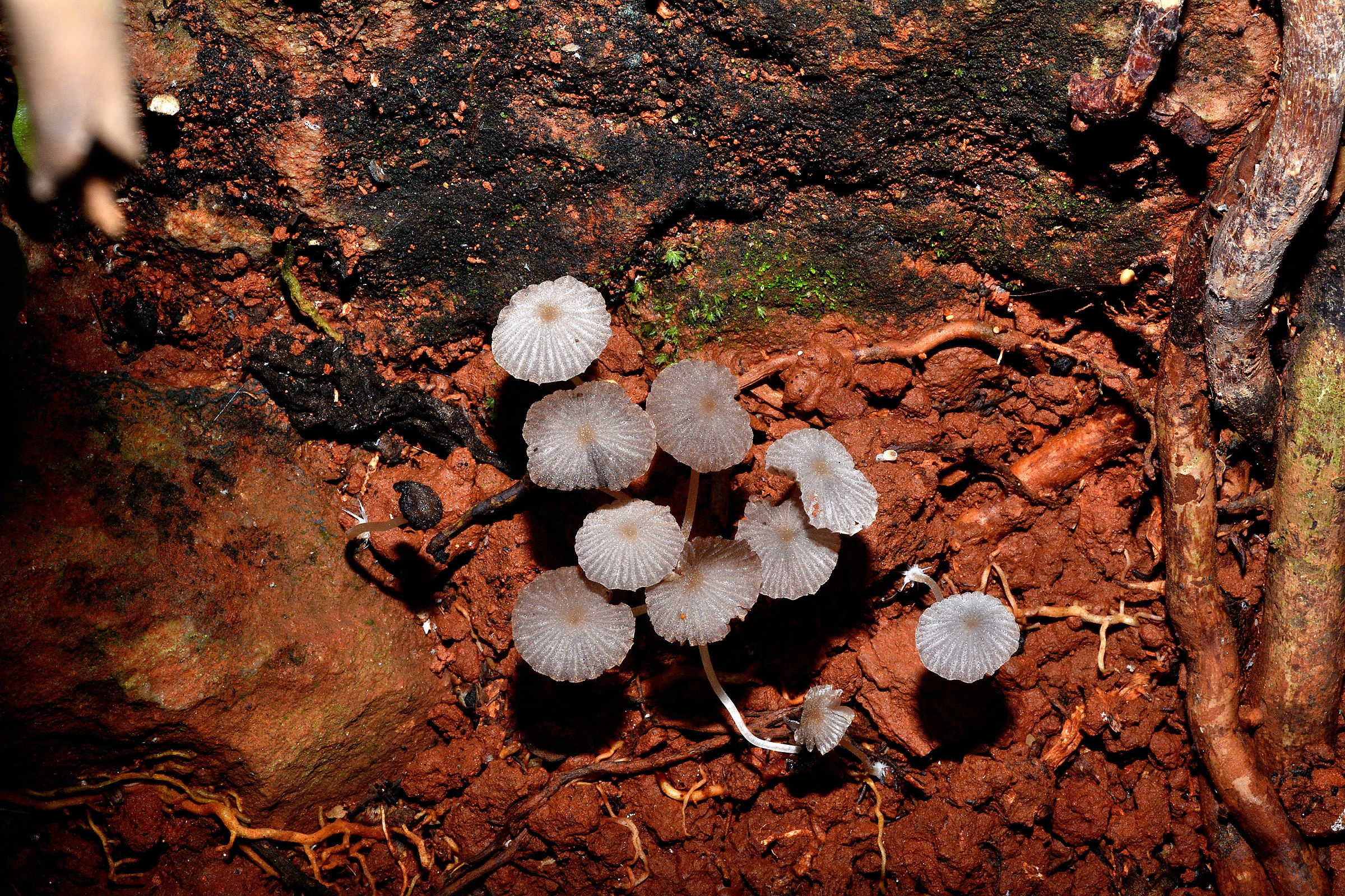 Funghi sul suolo rossastro brasiliano...