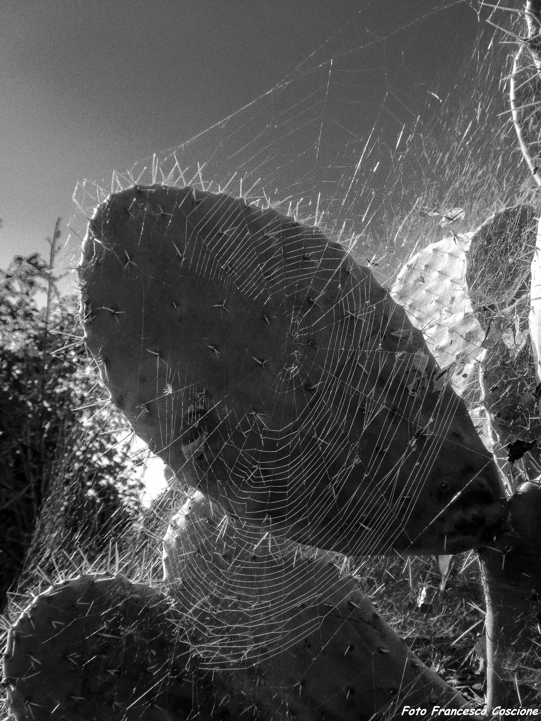 spiderweb of prickly pears...