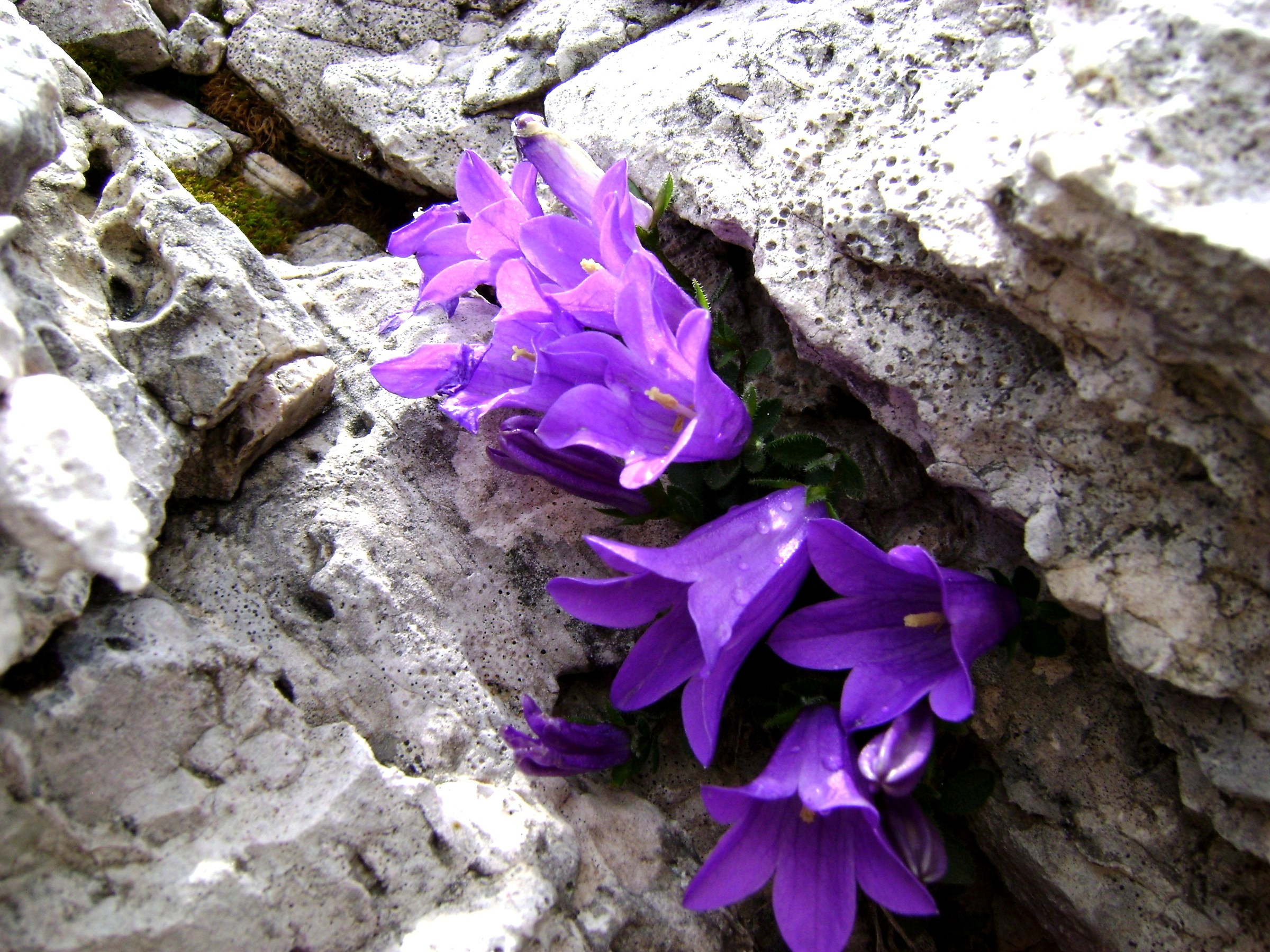 campanula...