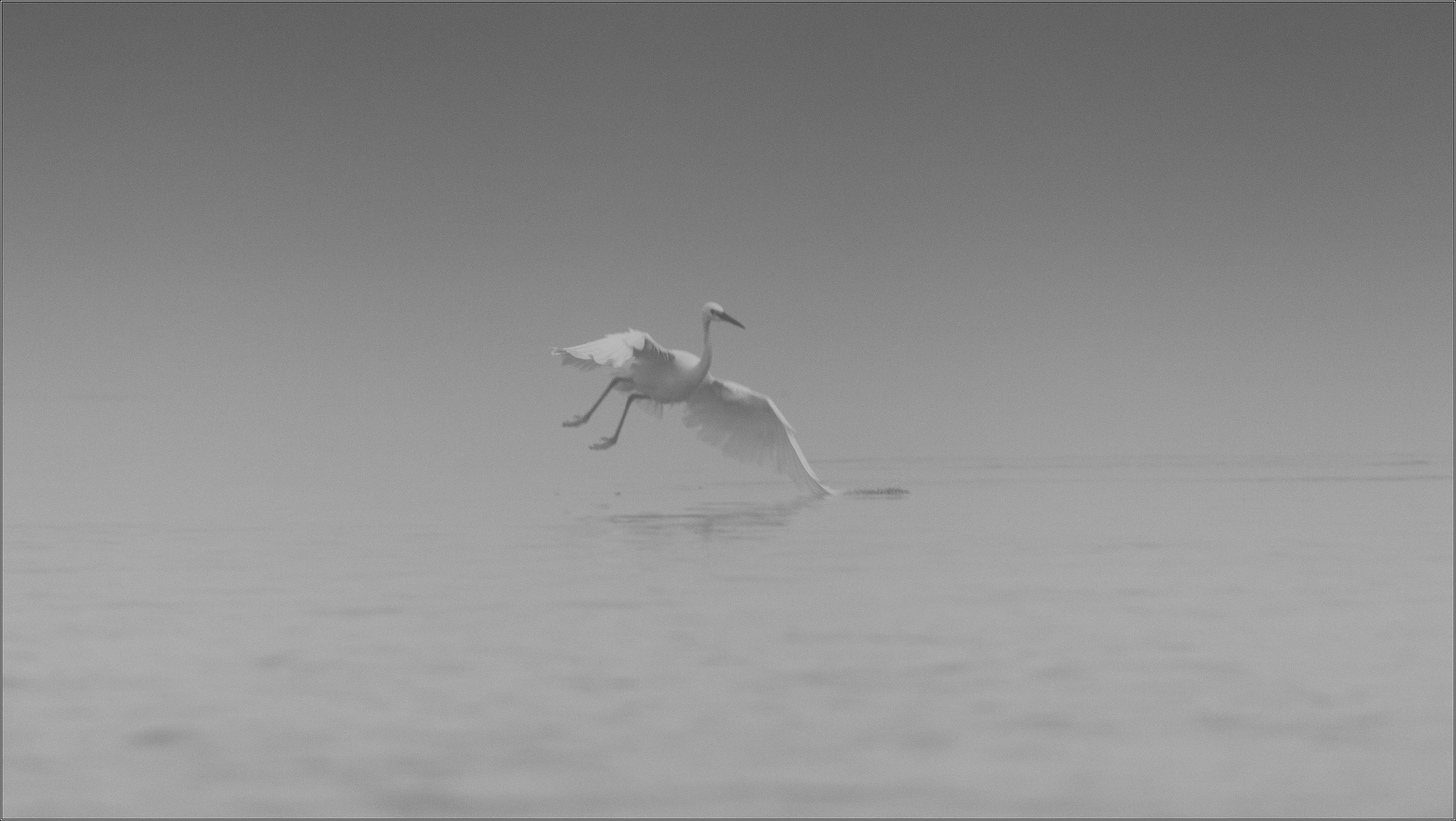 egret ... in the fog 3...