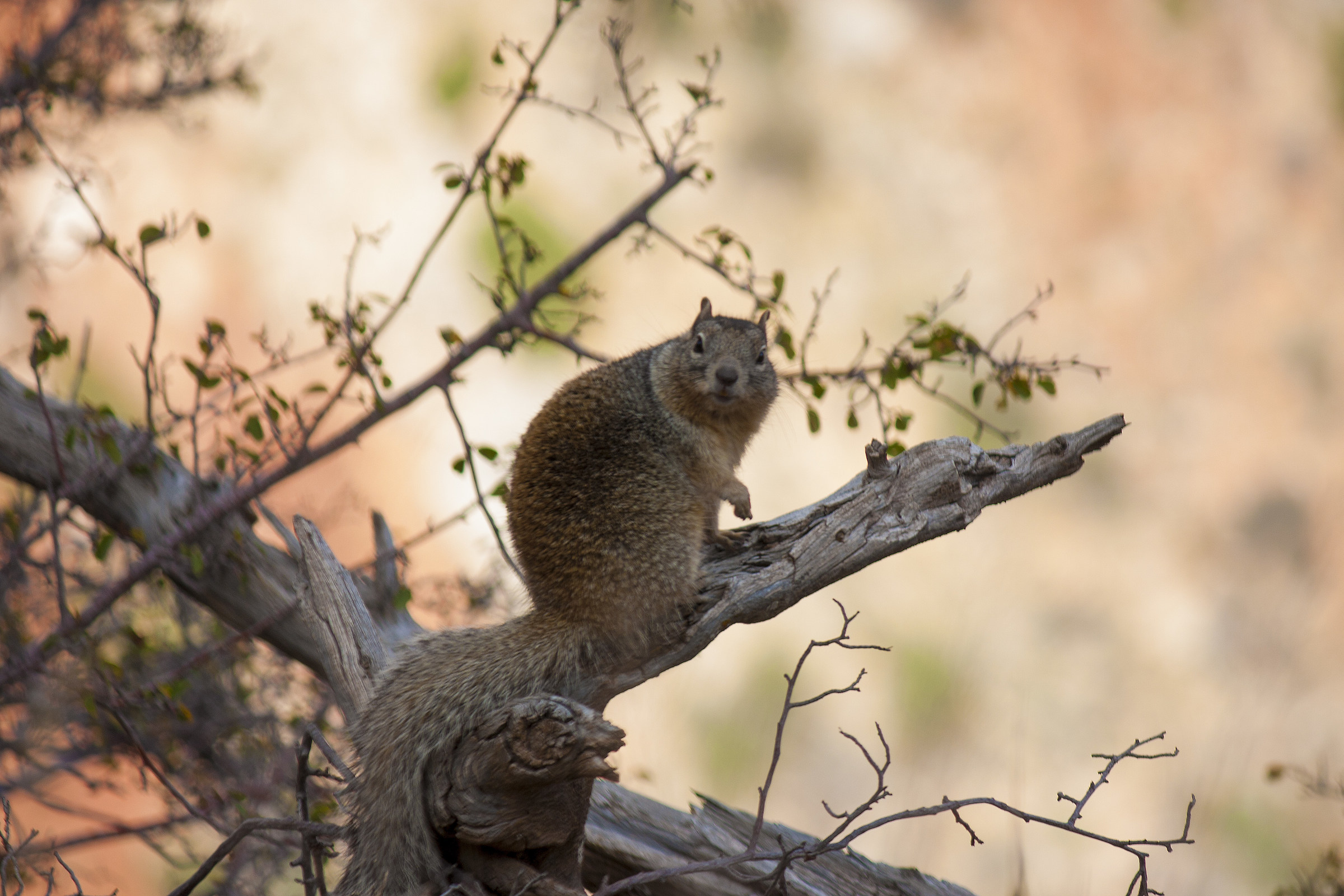 Squirrel at bright angel trail, Grand Canyon...