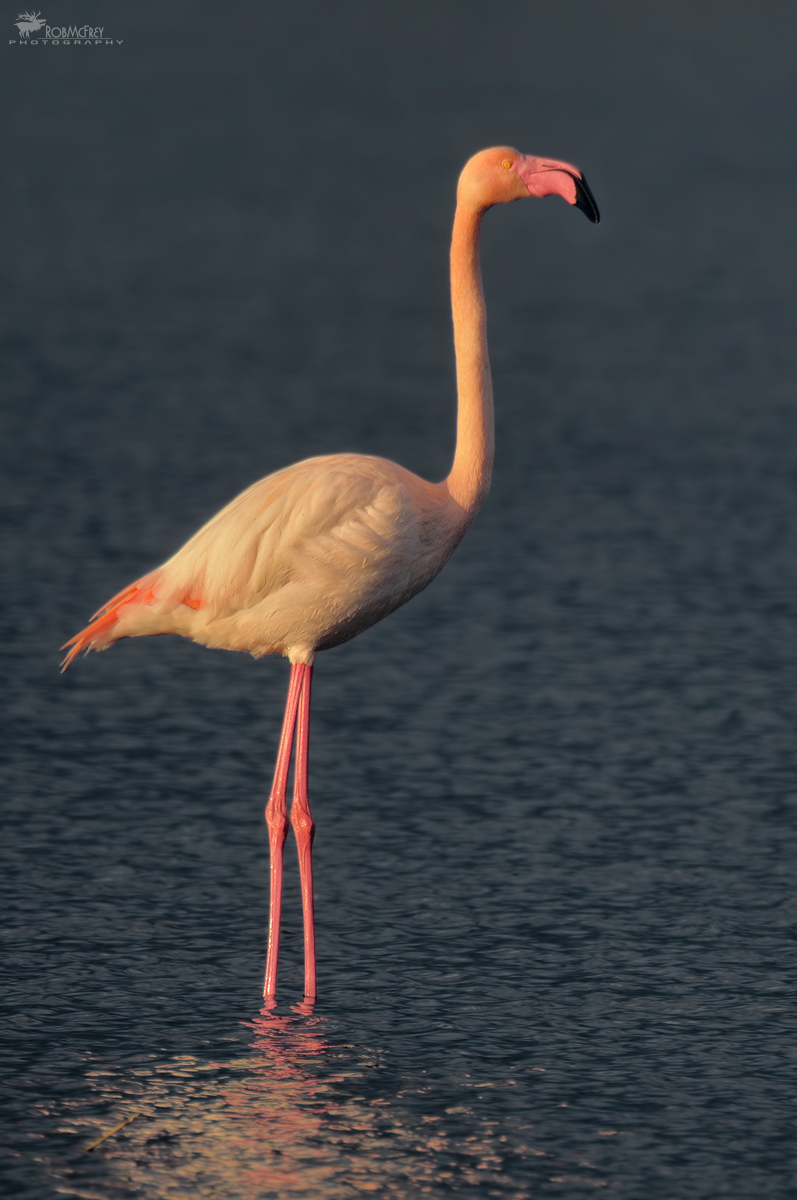 flamingo at dawn...