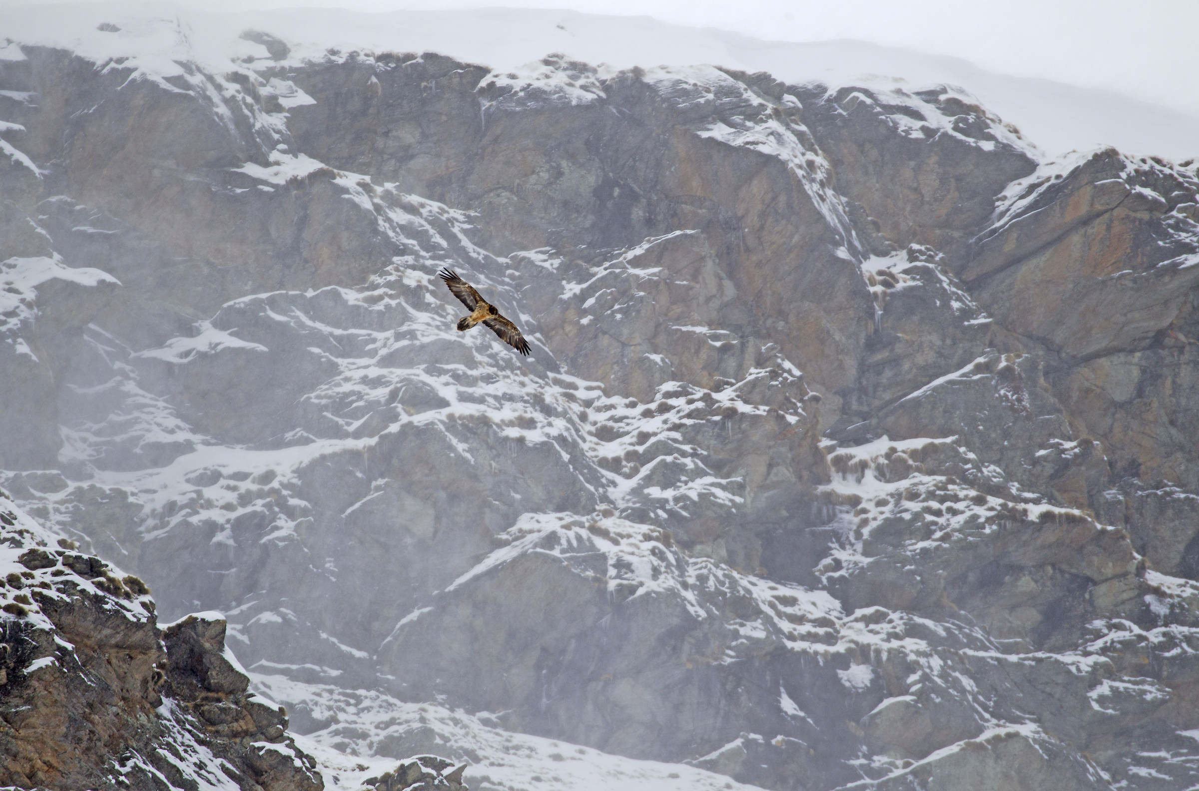 bearded vulture in the wind...