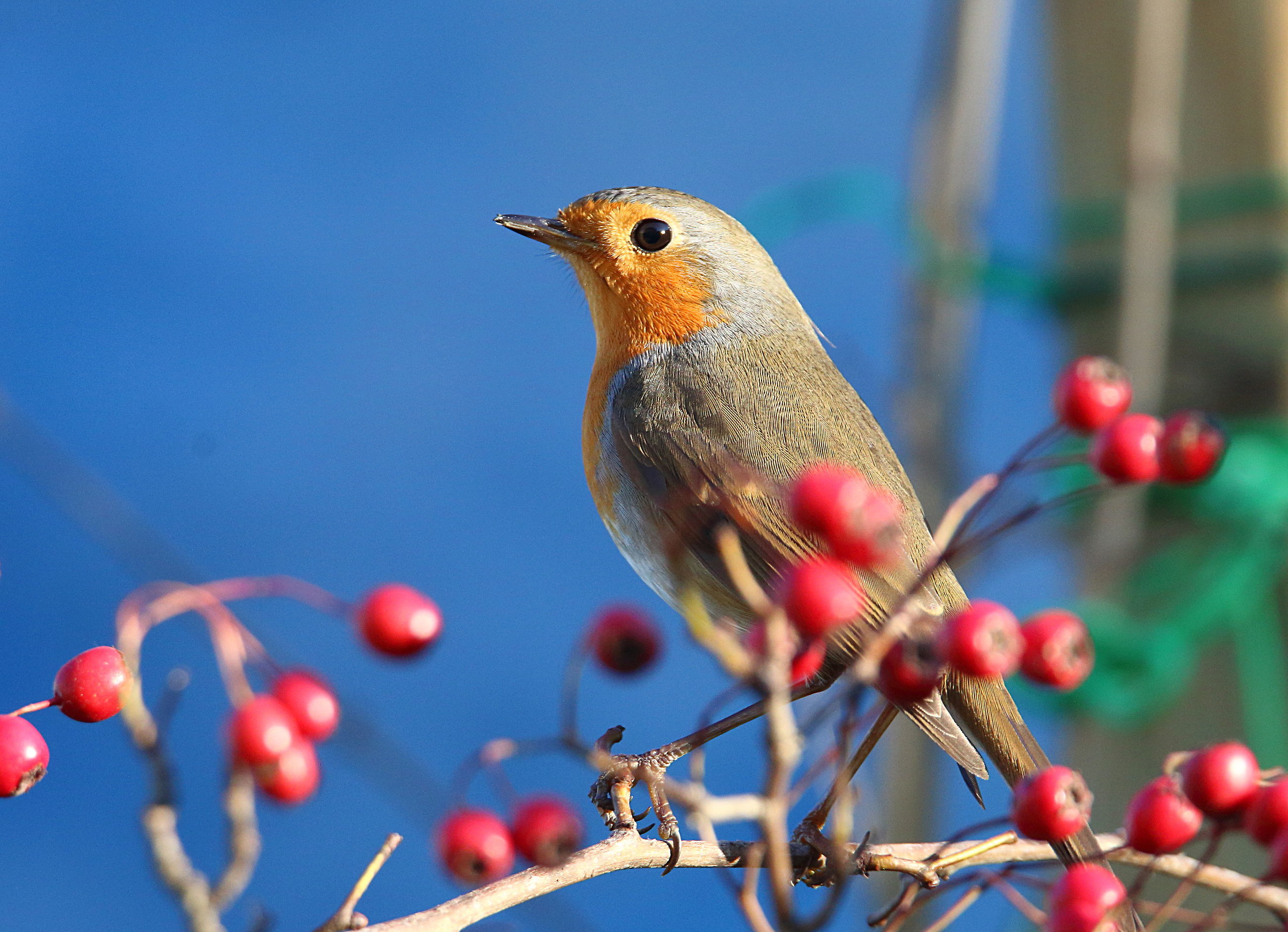 Robin among the berries...