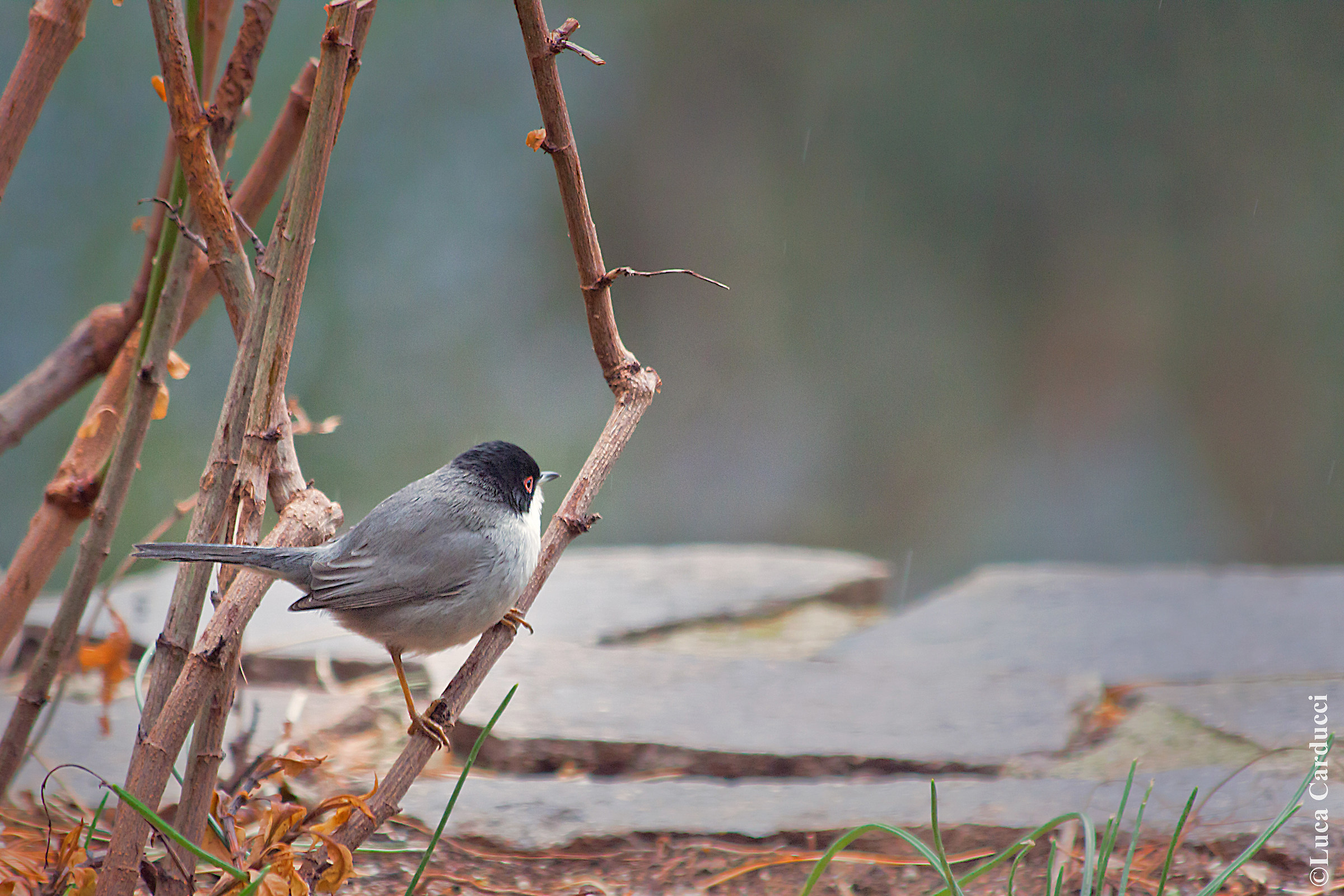 Warbler...