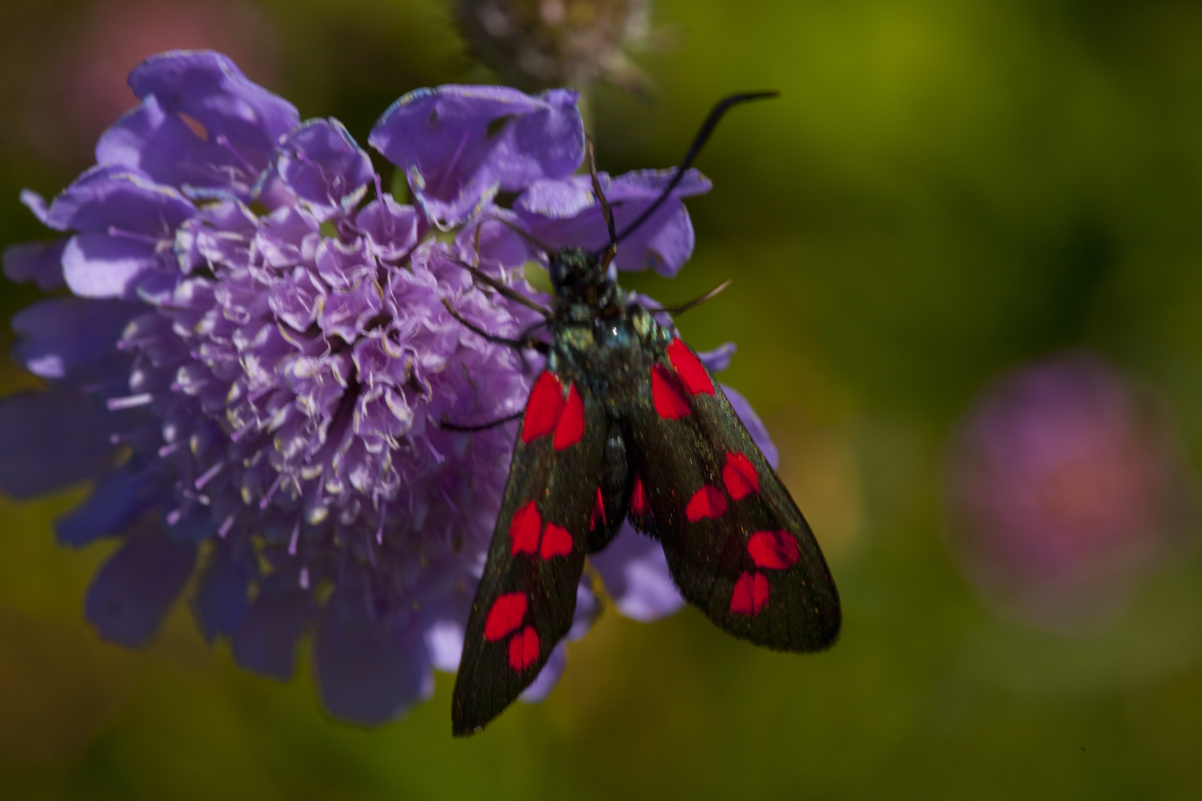 Zygaena filipendulae...