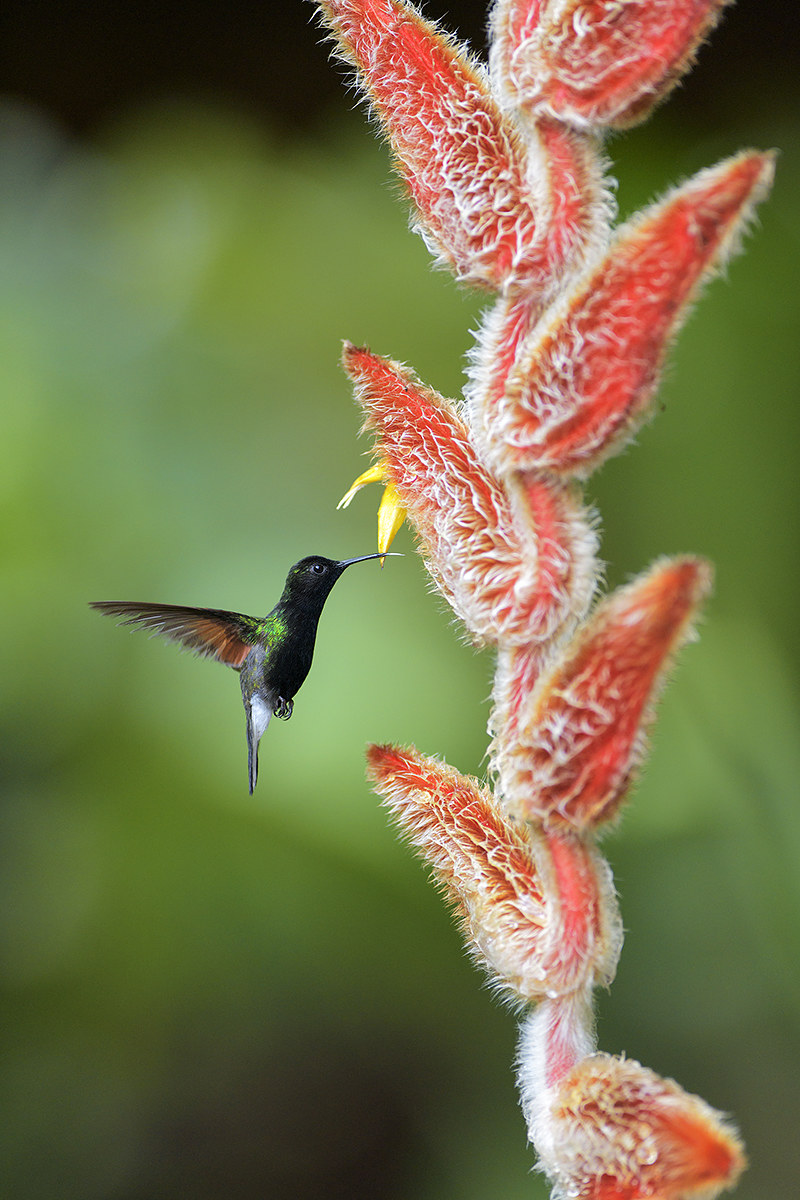the little hummingbirds...