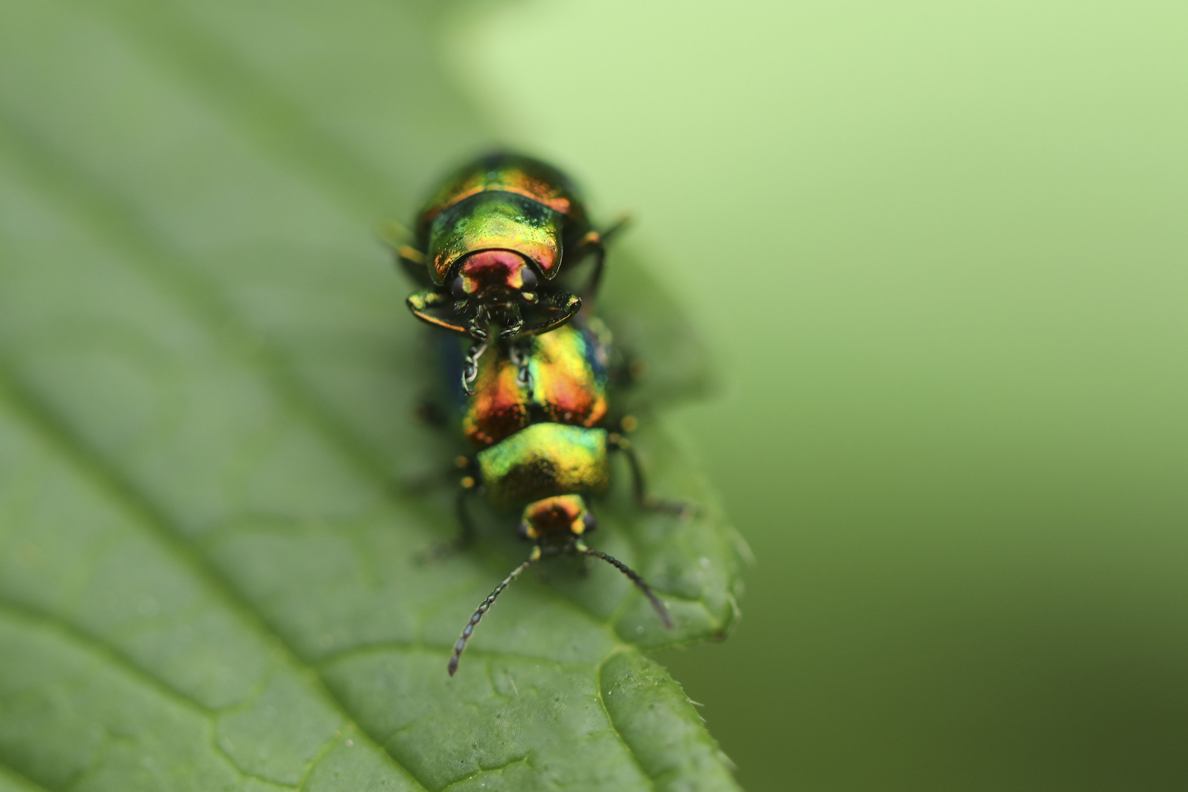 beetle leaf beetle...