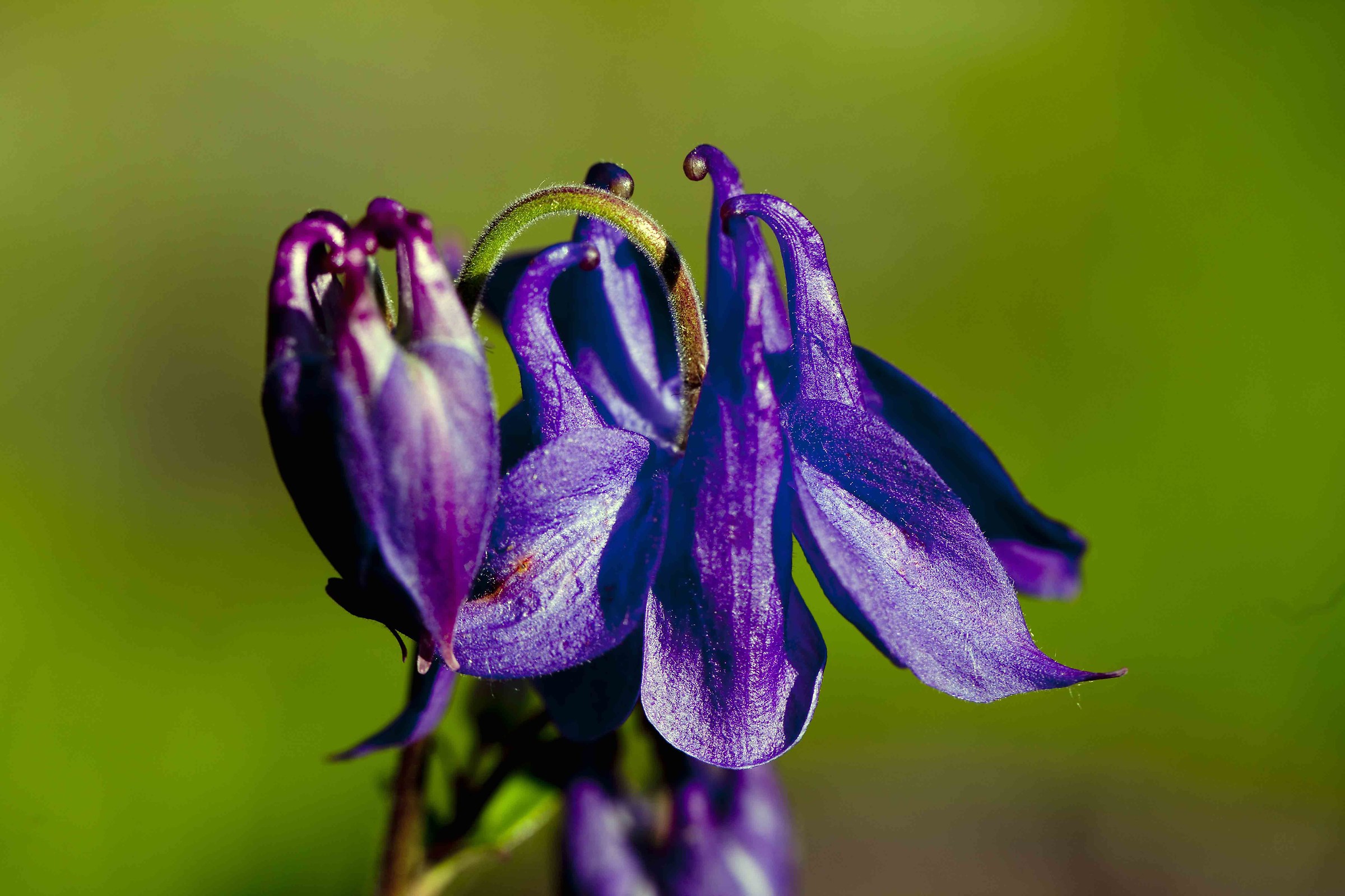 blue columbine...