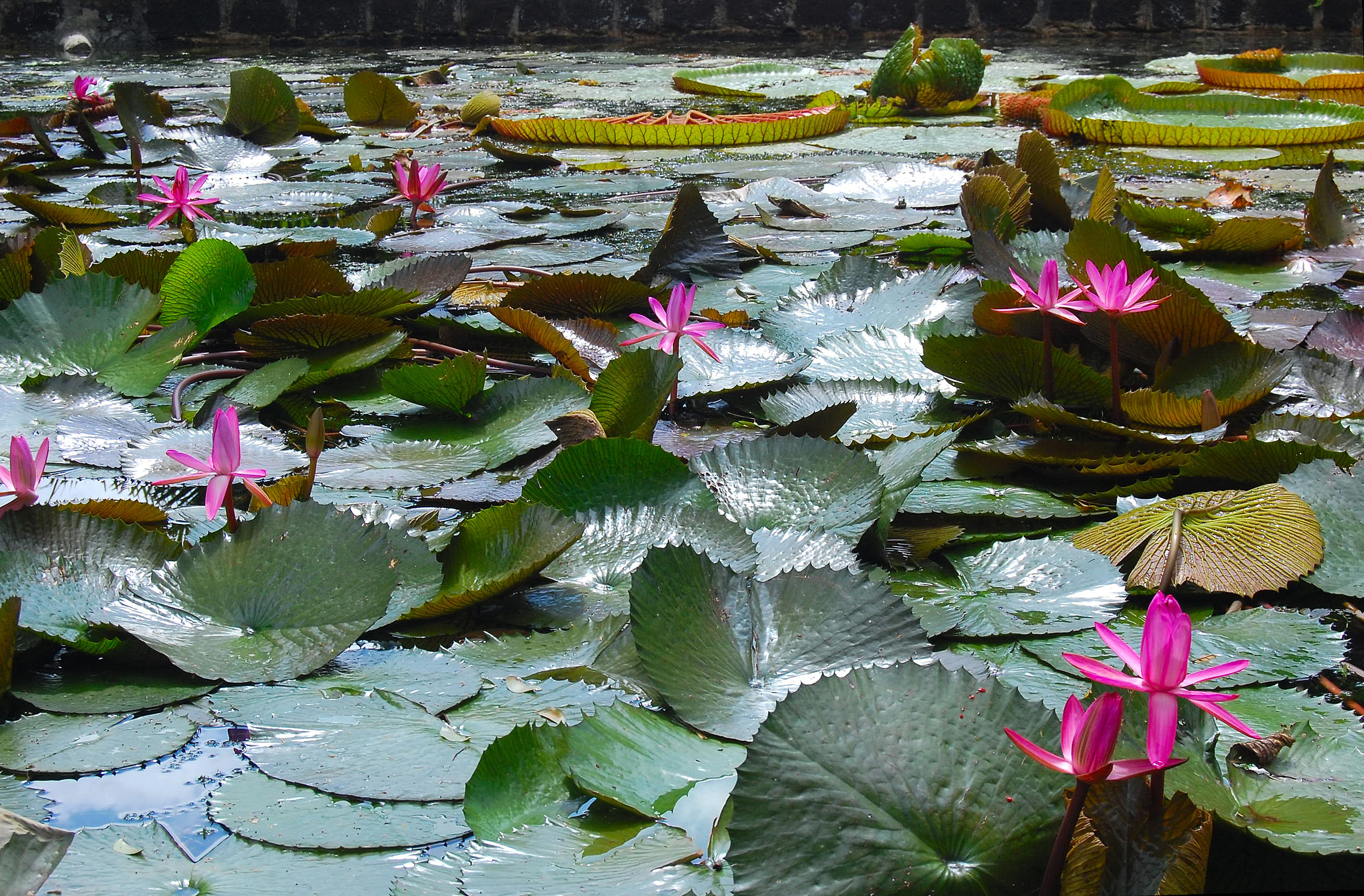 Pamplemousses (Mauritius): colors and reflections in the pond...