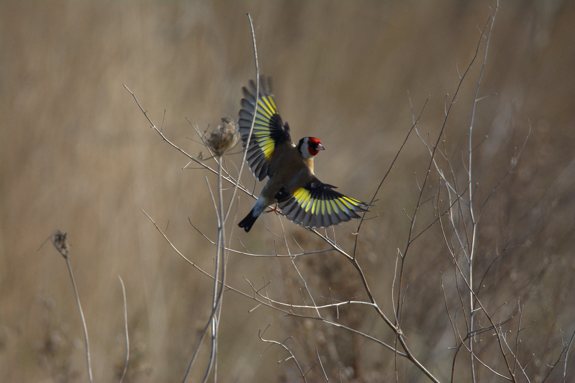 Goldfinch...