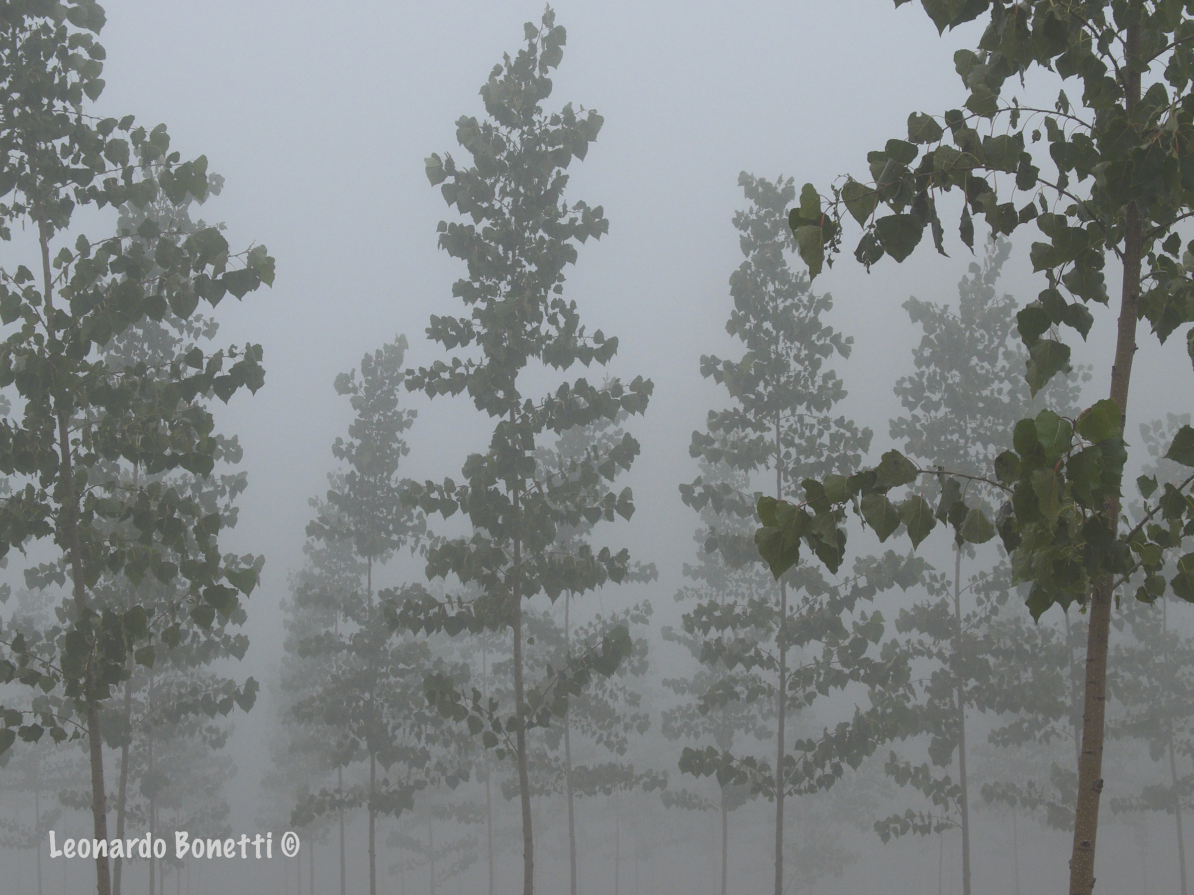 The fog in the poplar grove...