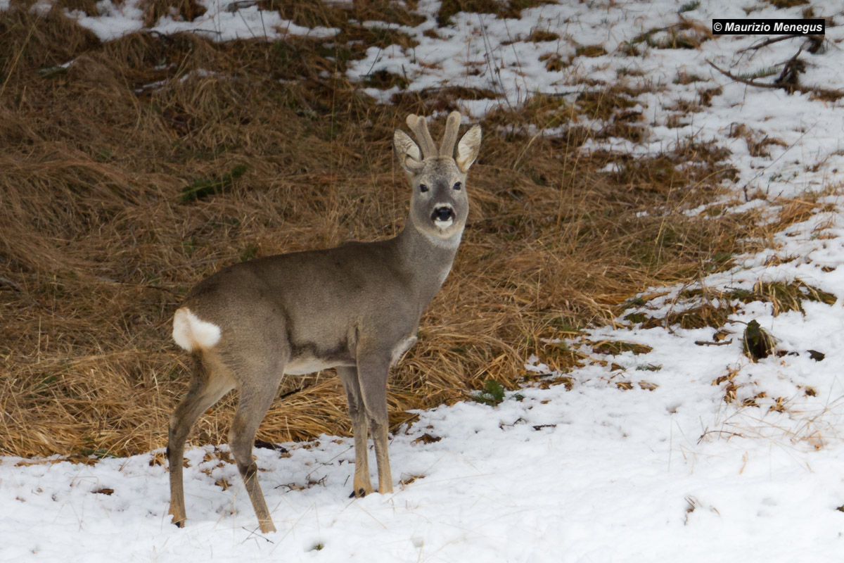 Male roe deer with antlers 3...