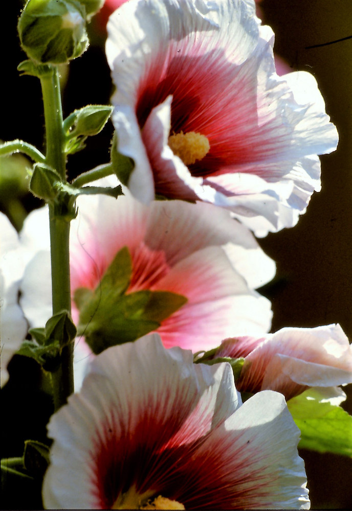Untitled Photo...