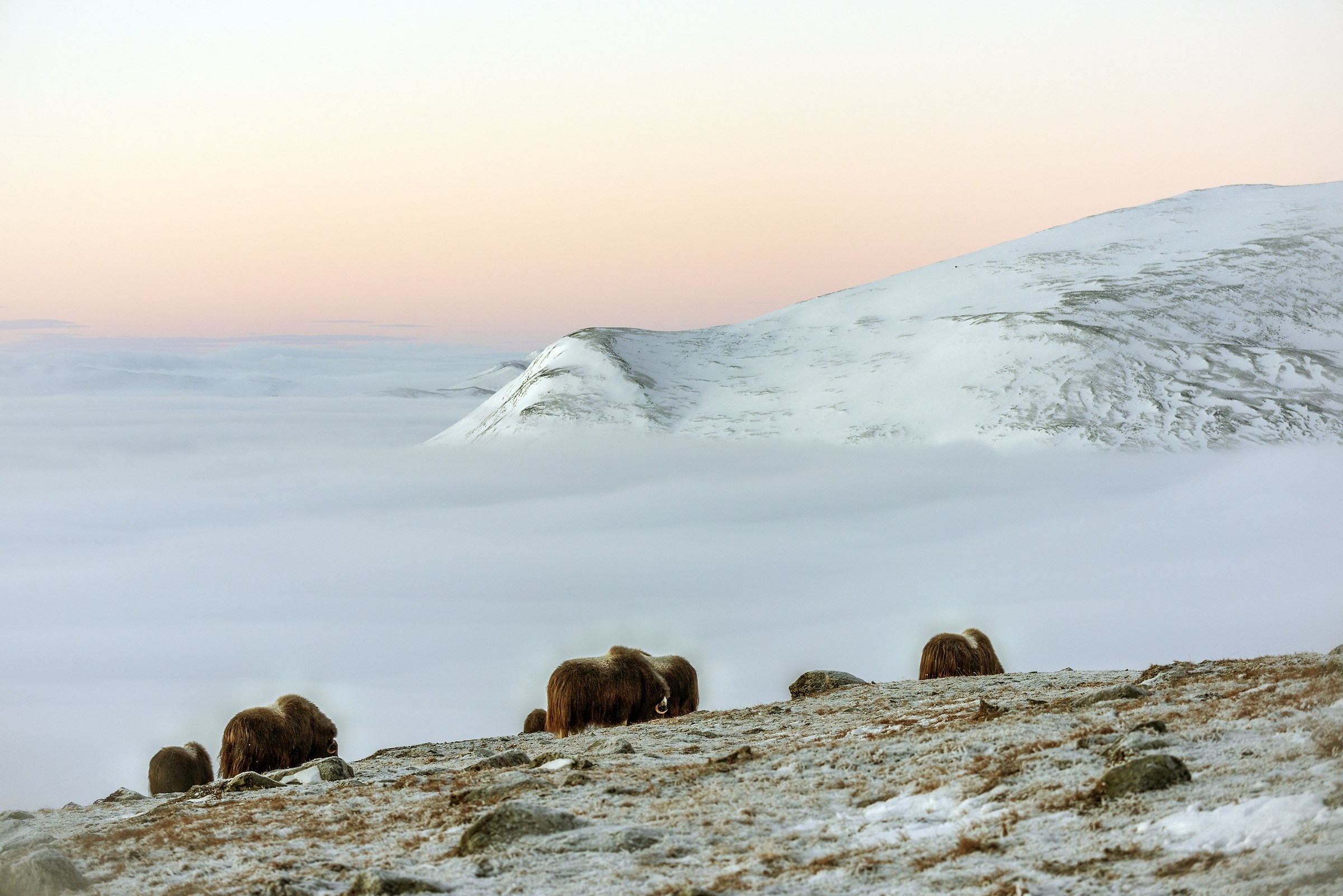 Dovrefjell park in 2017 - icy Alba...