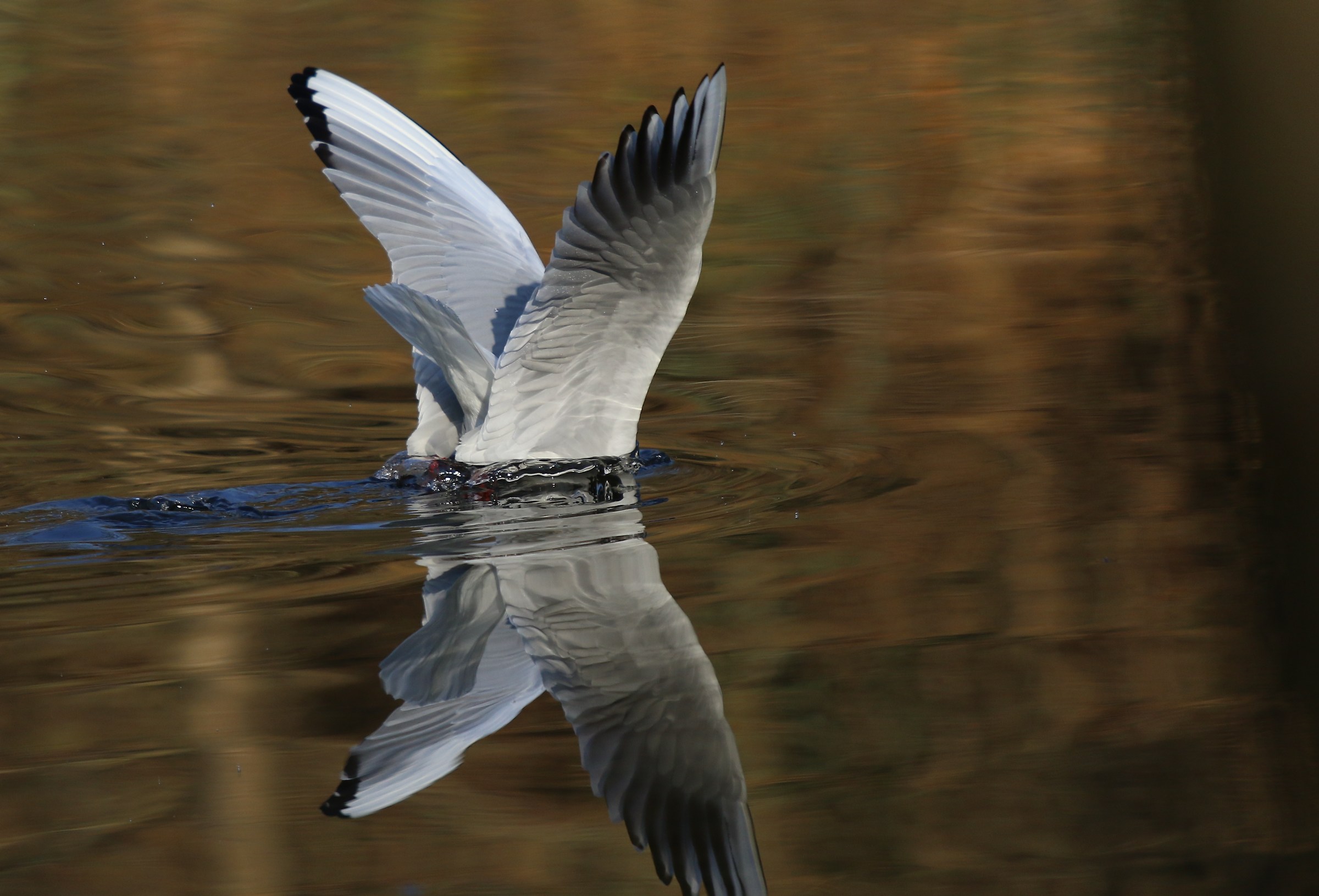 Seagull...
