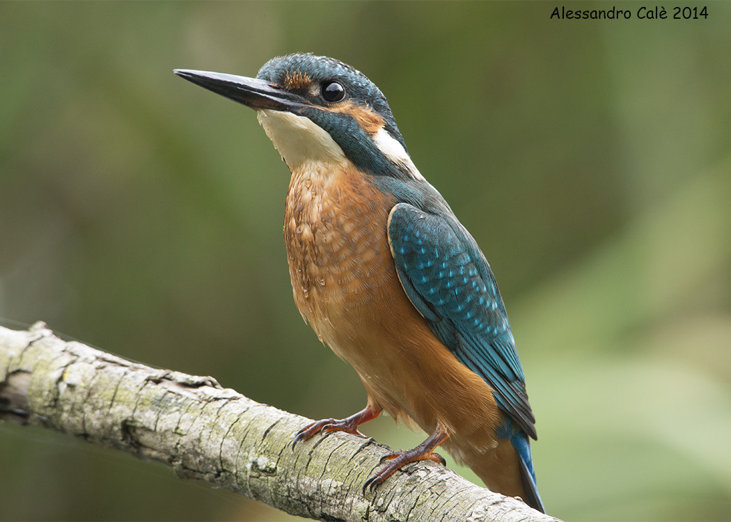 Alcedo atthis (Kingfisher) 0644...